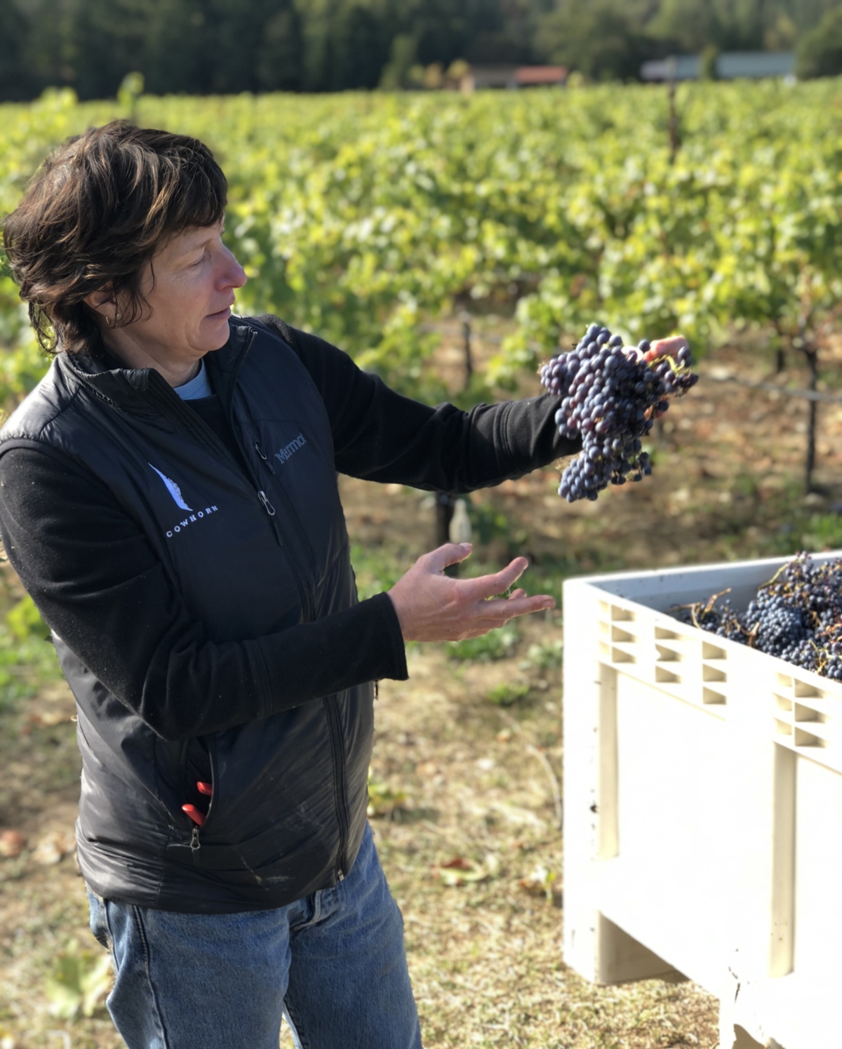 Barb Steele examining mourvedre 