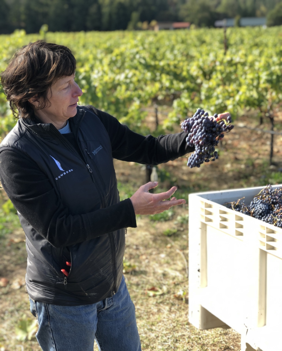 Barb Steele examining mourvedre