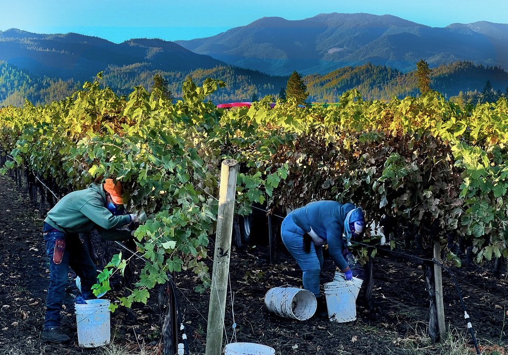 Two vineyard workers harvesting grapes