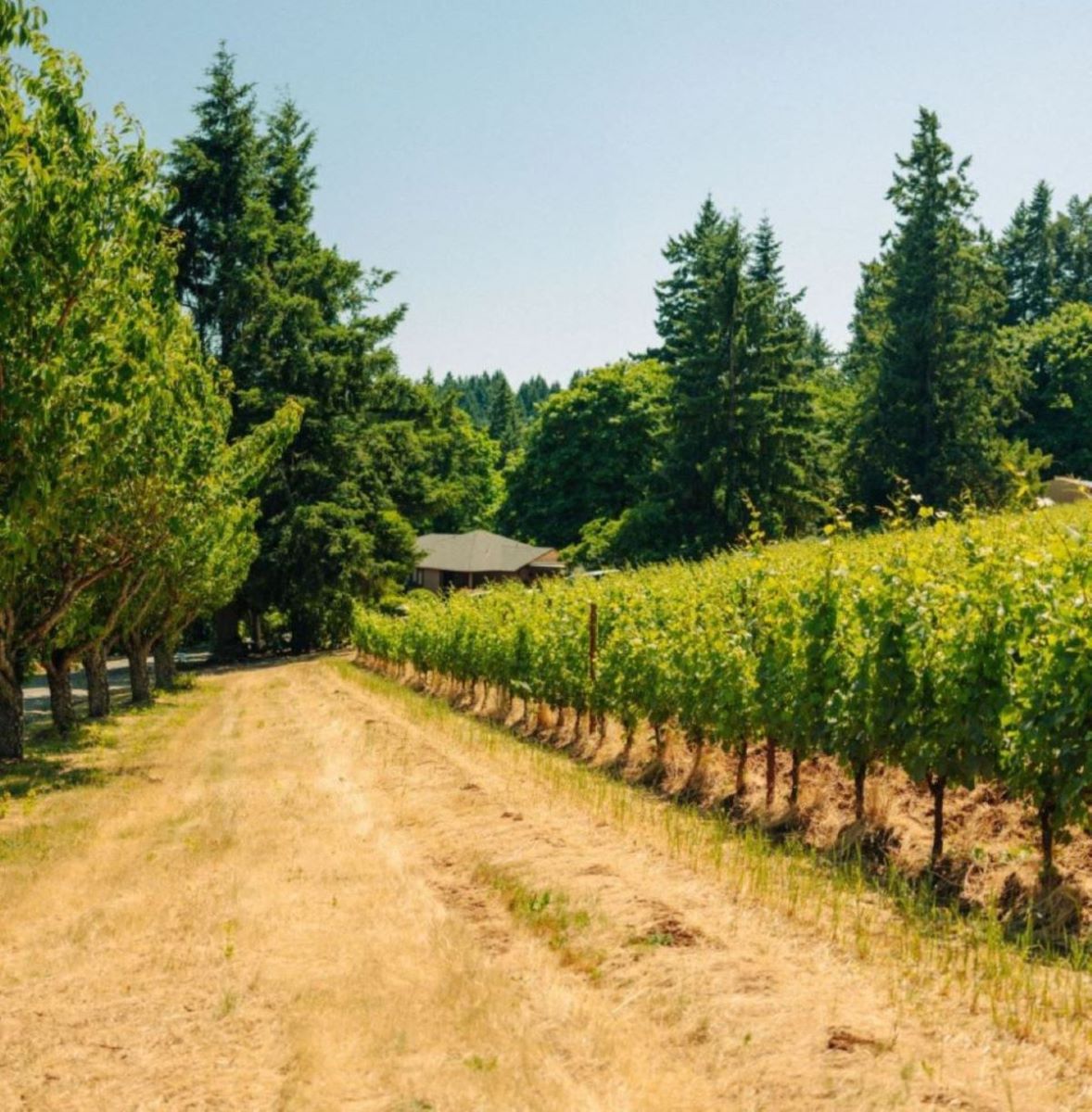Evening Land – Seven Springs Estate Vineyard