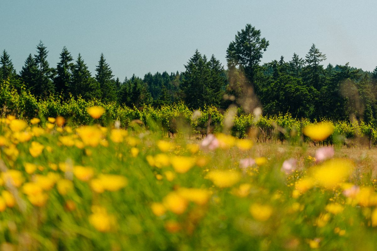 Evening Land – Seven Springs Estate Vineyard