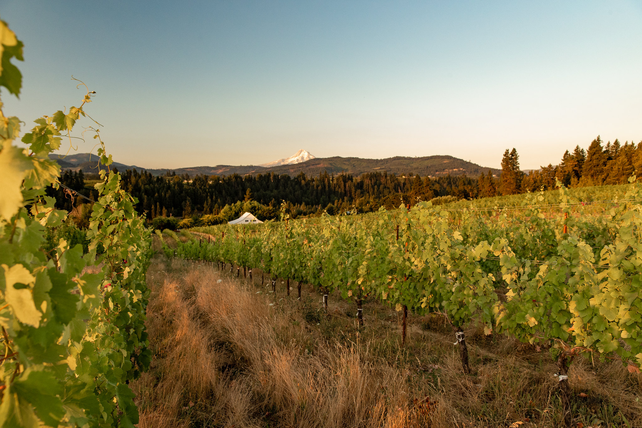 Echo Ridge Cellars