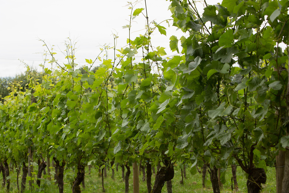 Edgefield Winery