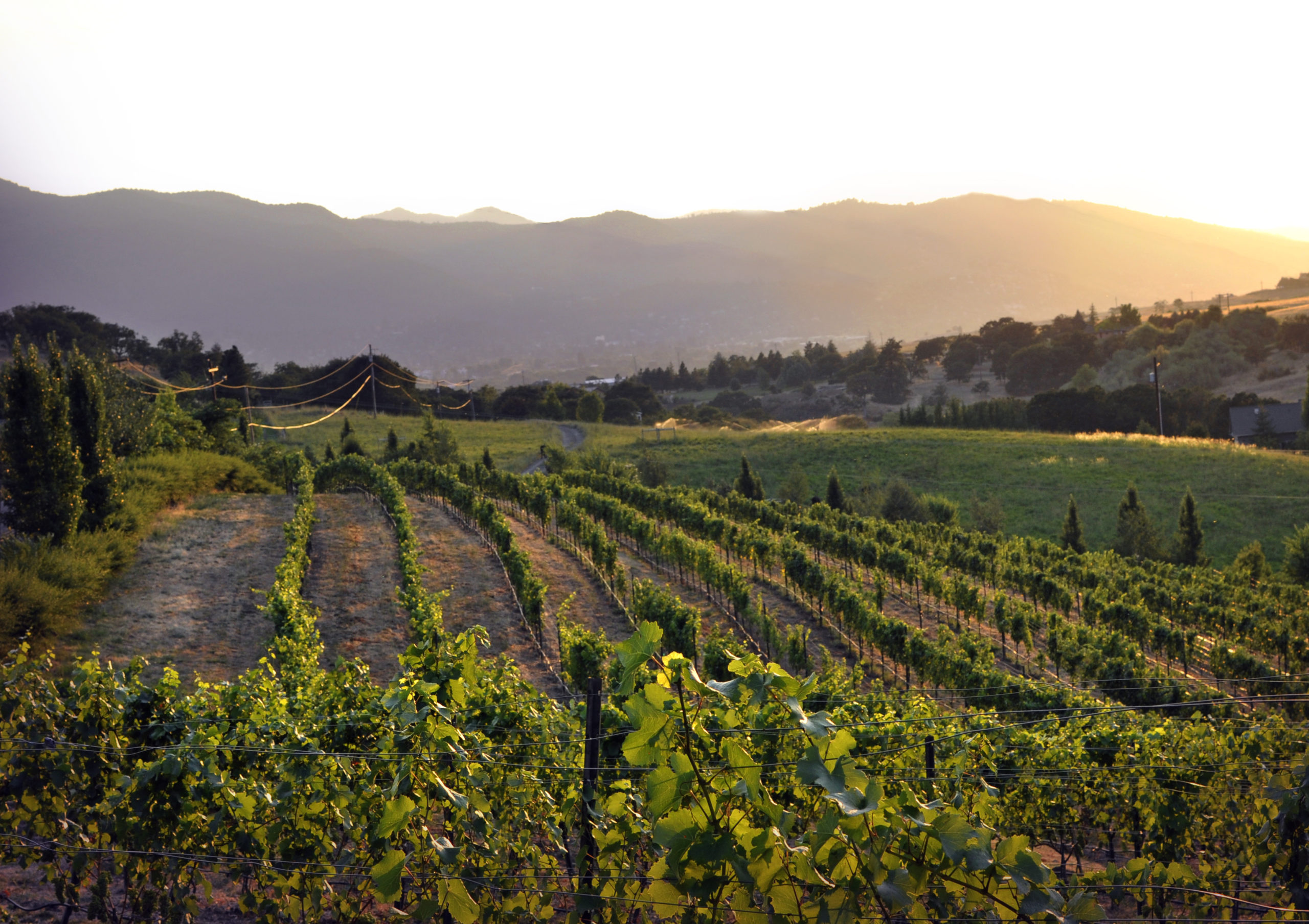 Belle Fiore Winery, Estate & Vineyard