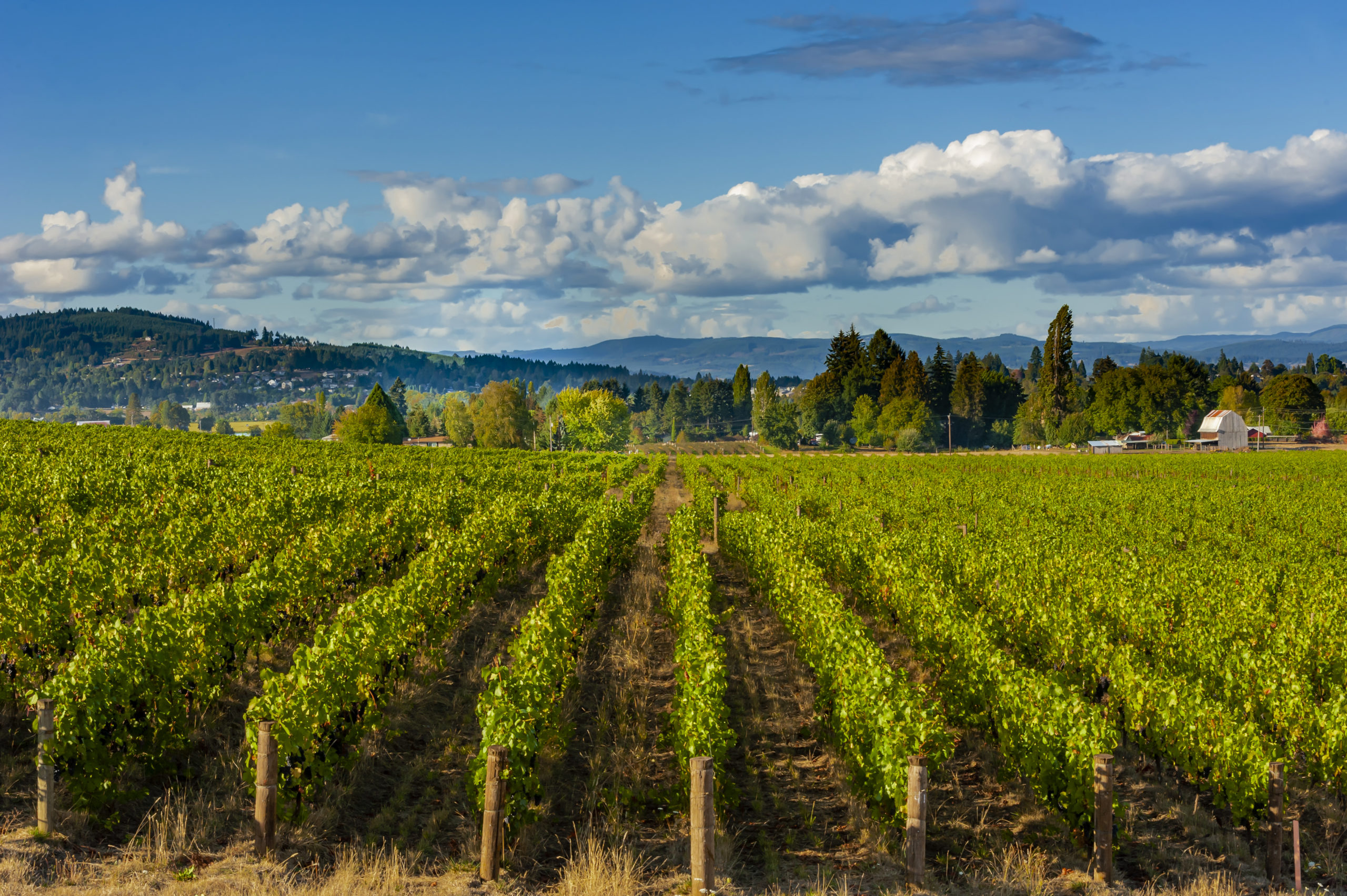 Montinore Estate