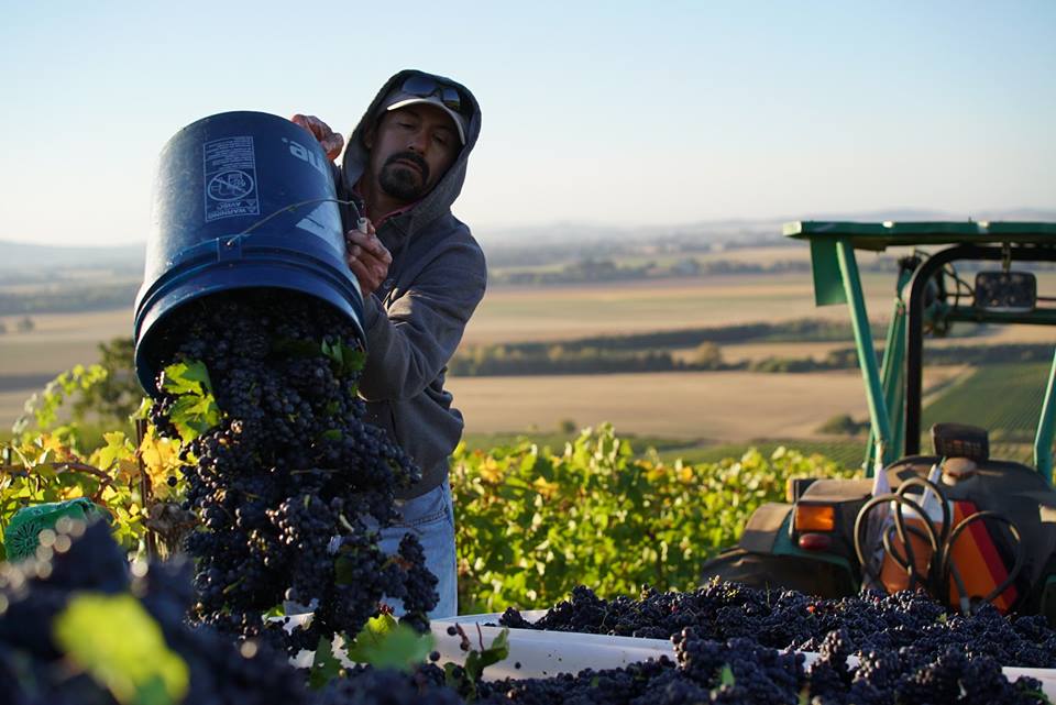 Yamhill Valley Vineyards