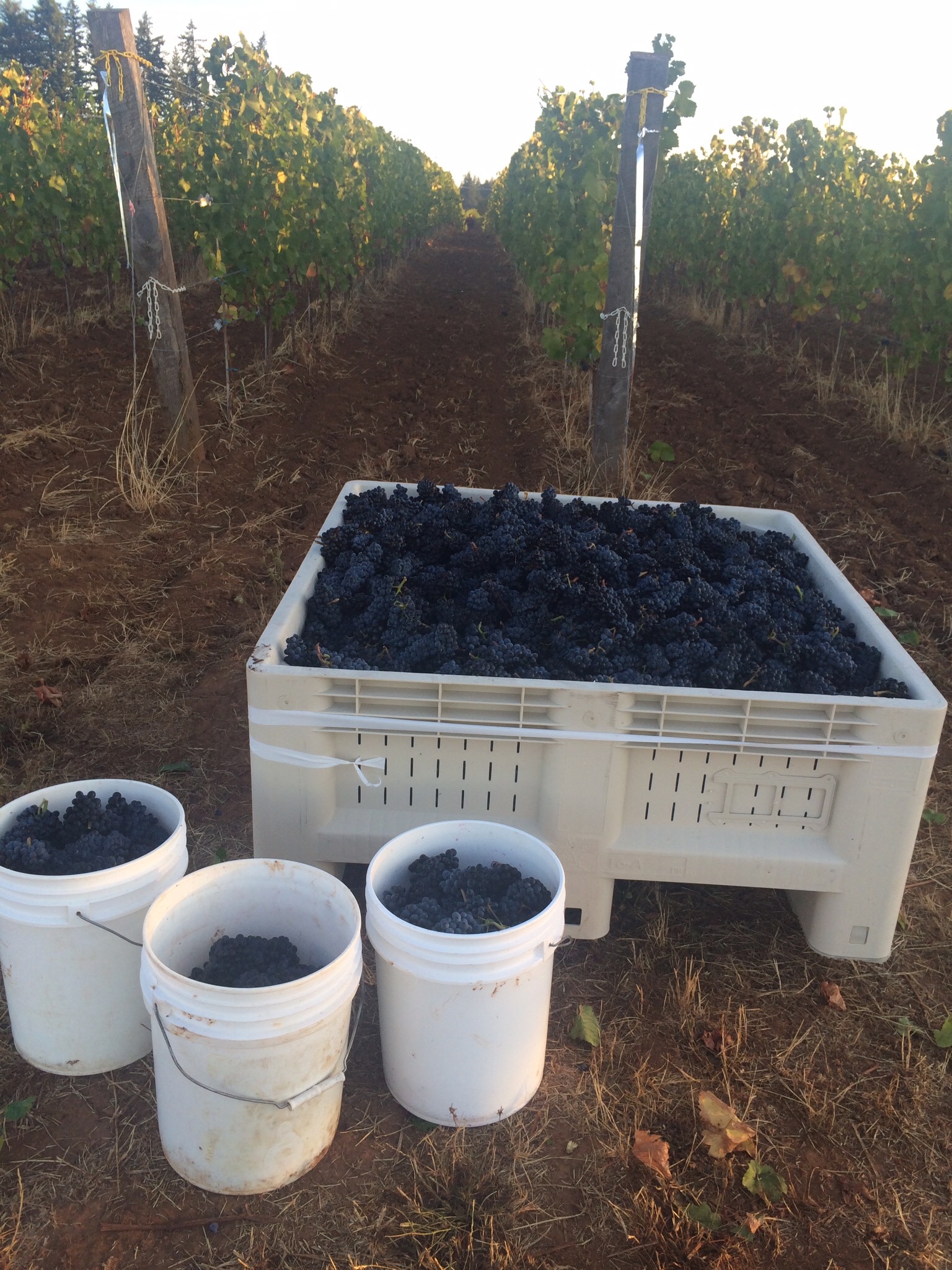 Cramoisi Vineyard
