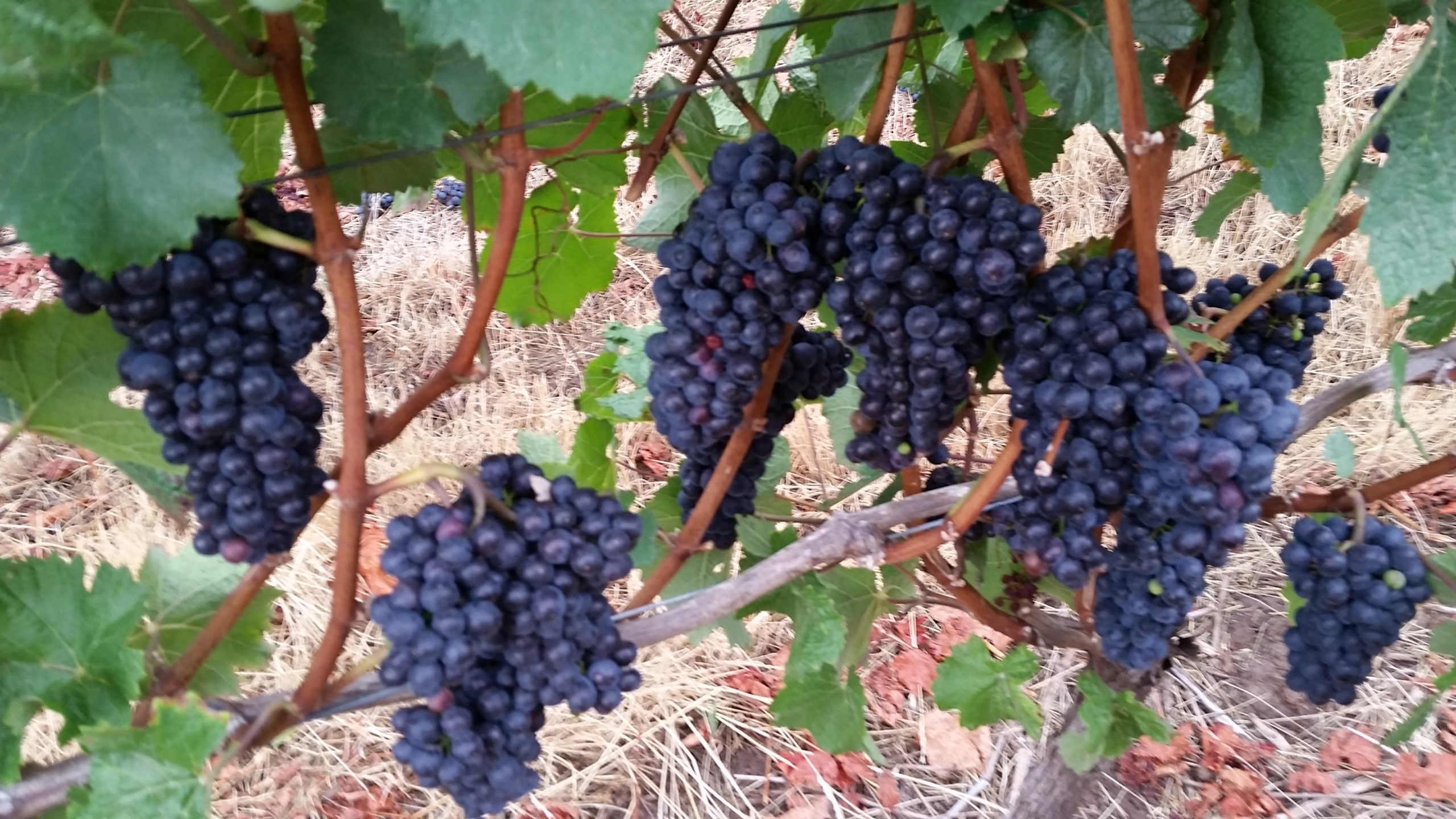 The Potter’s Vineyard & Clay Art Gallery