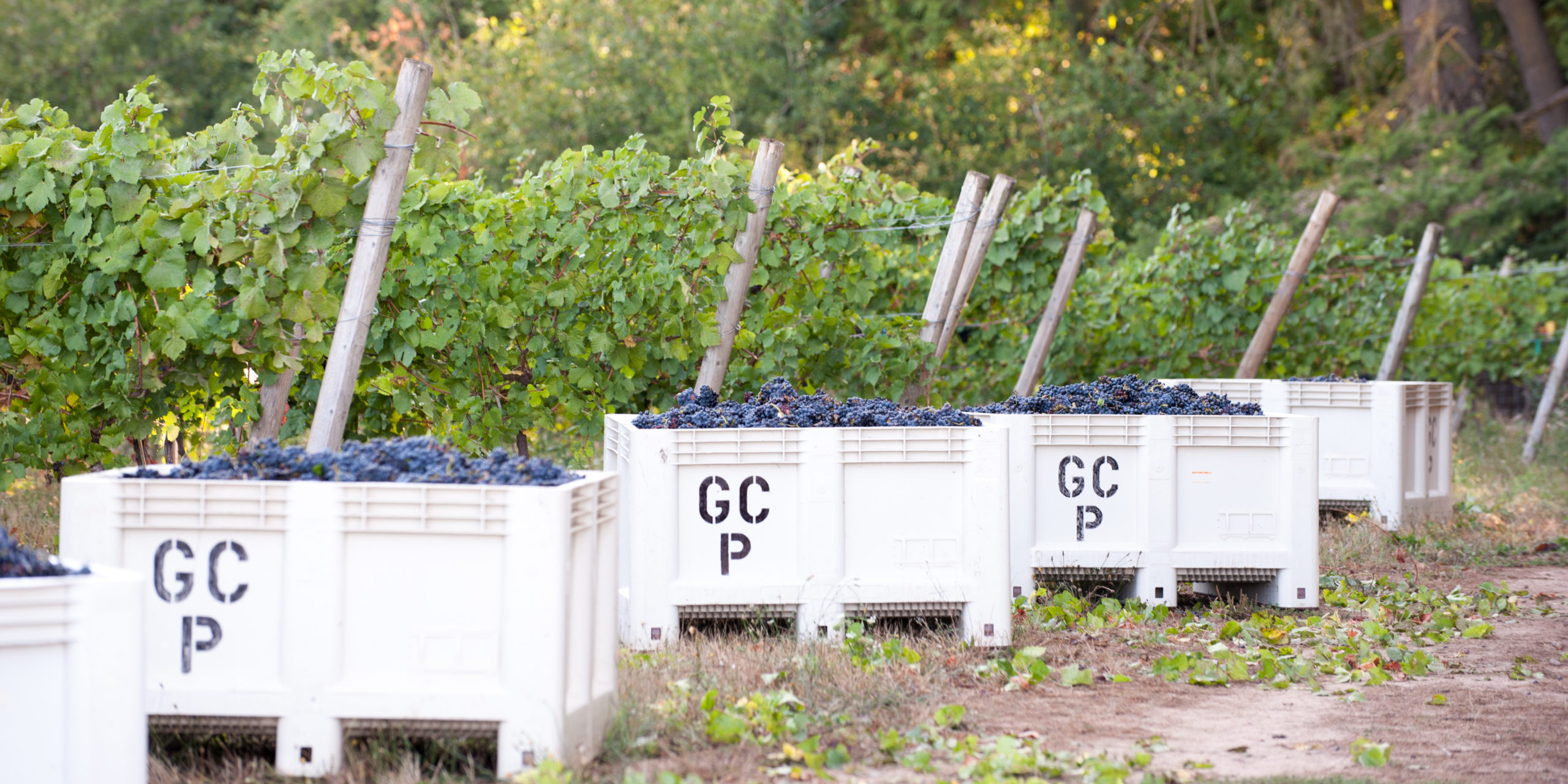 Whiskey Hill Winery & Postlewait’s Vineyards