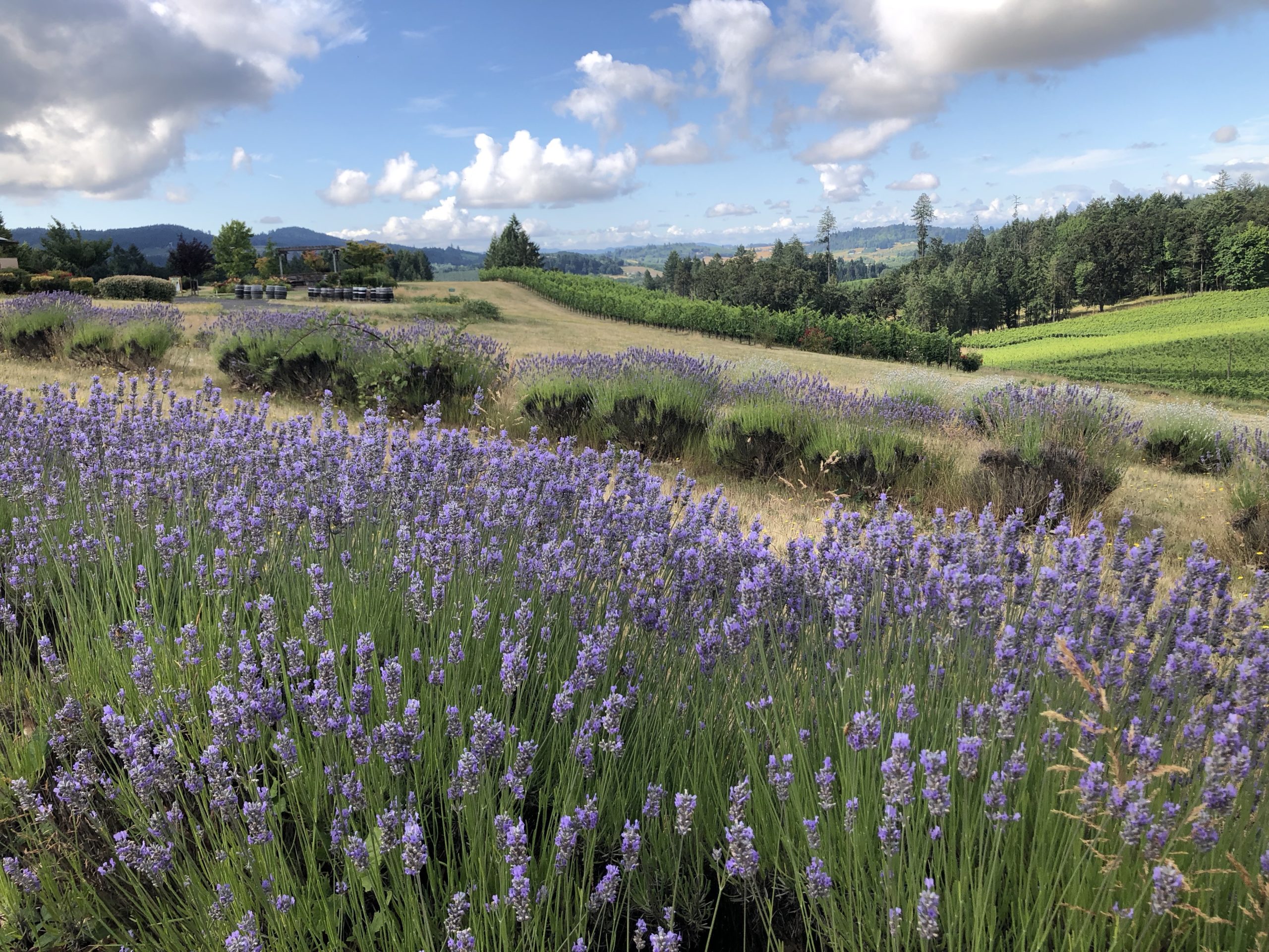 Ayres Vineyard & Winery
