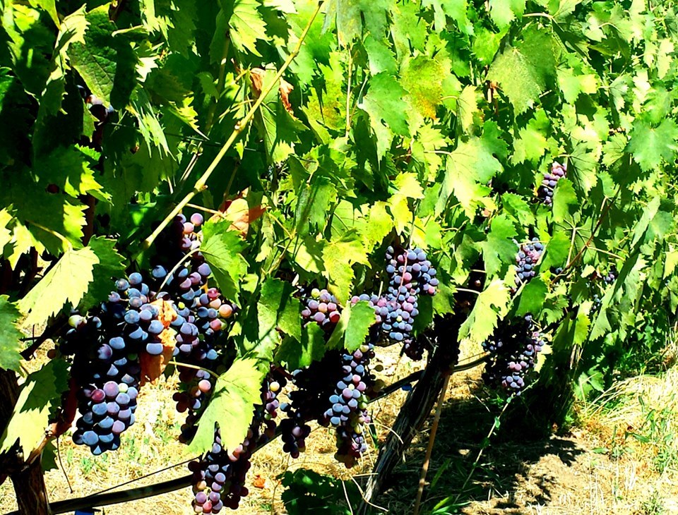 Los Rocosos Vineyards