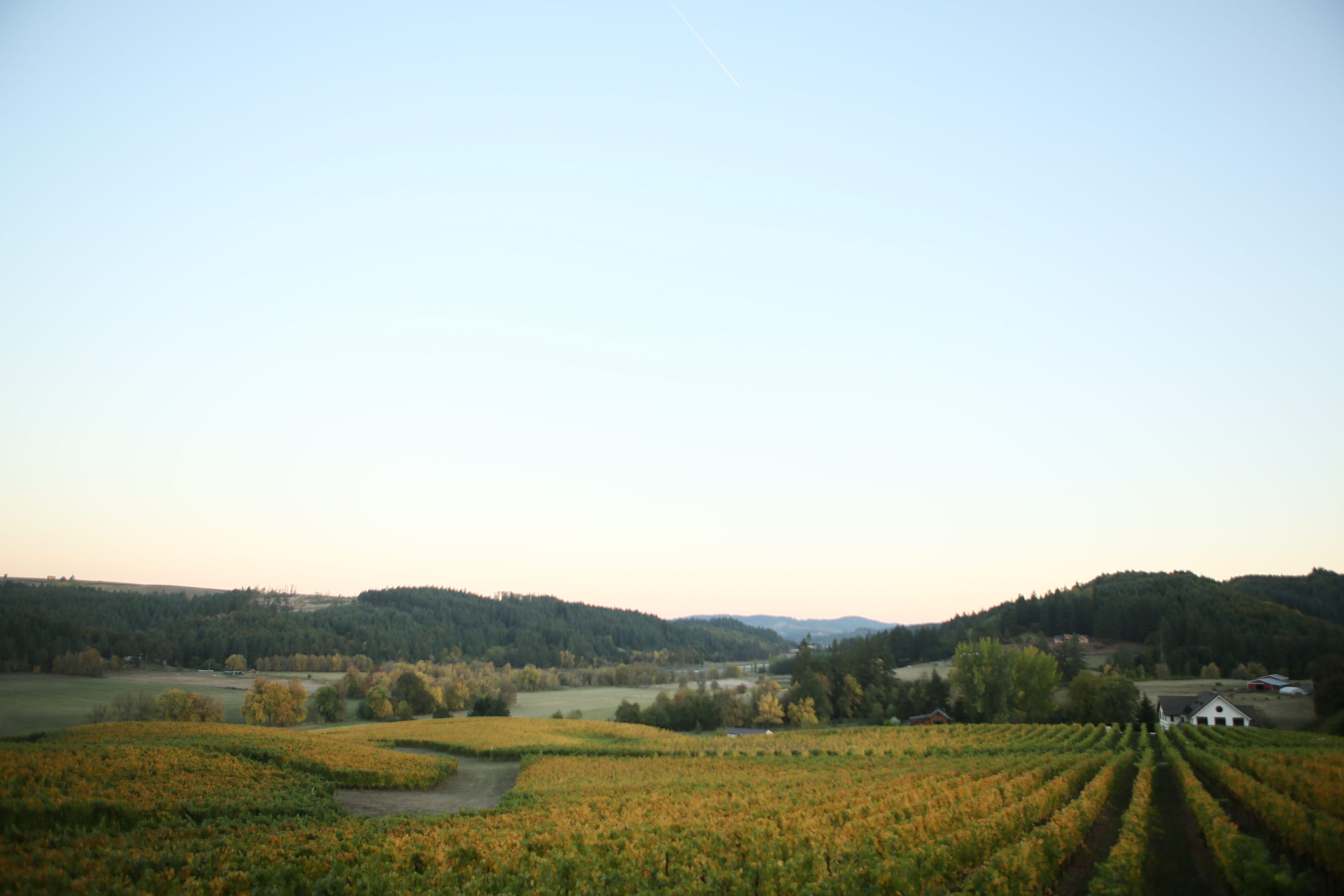 Beacon Hill Winery & Vineyard