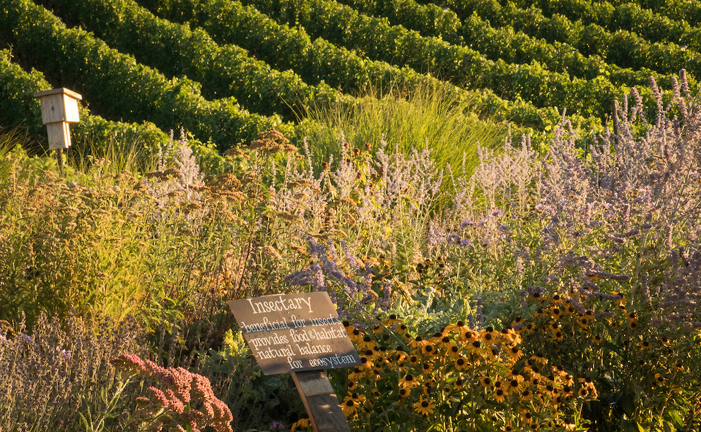 Brooks Wine