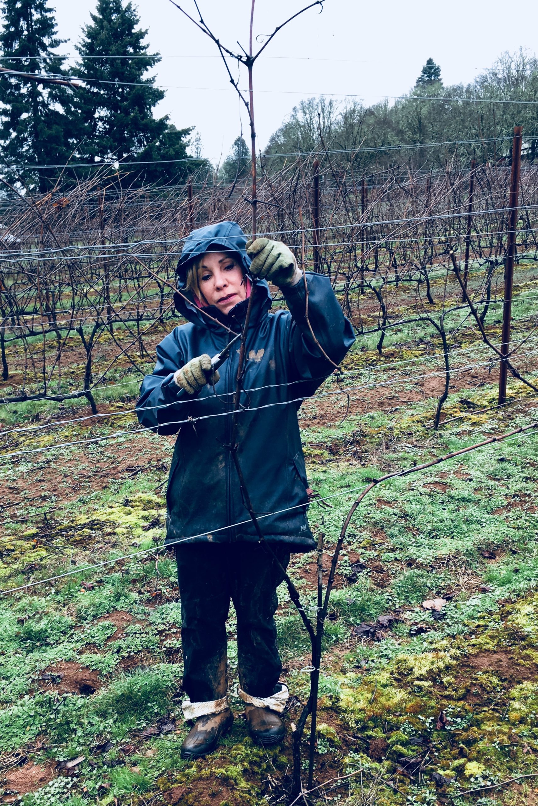 Dragon’s Vineyard