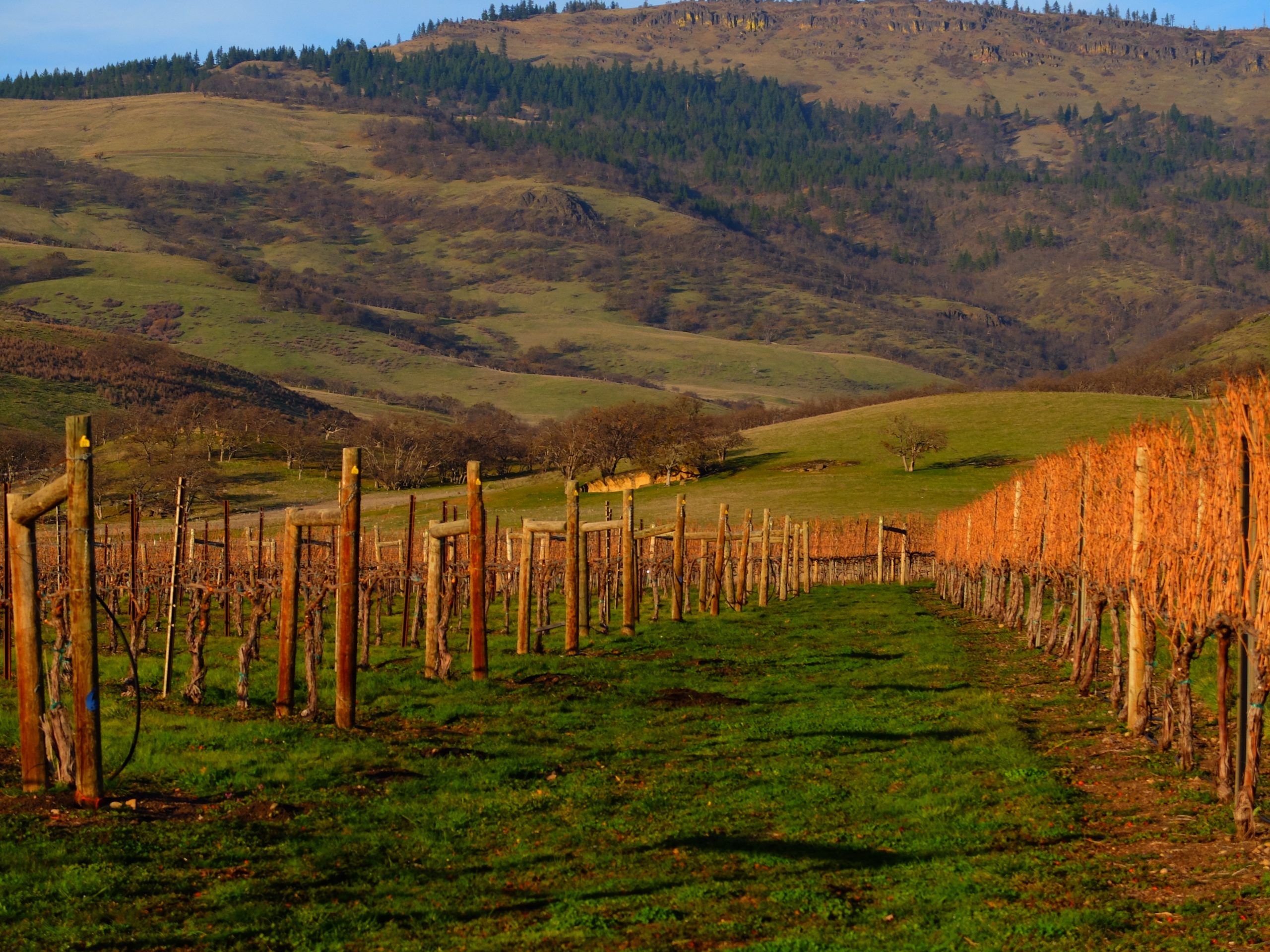 Grizzly Peak Winery