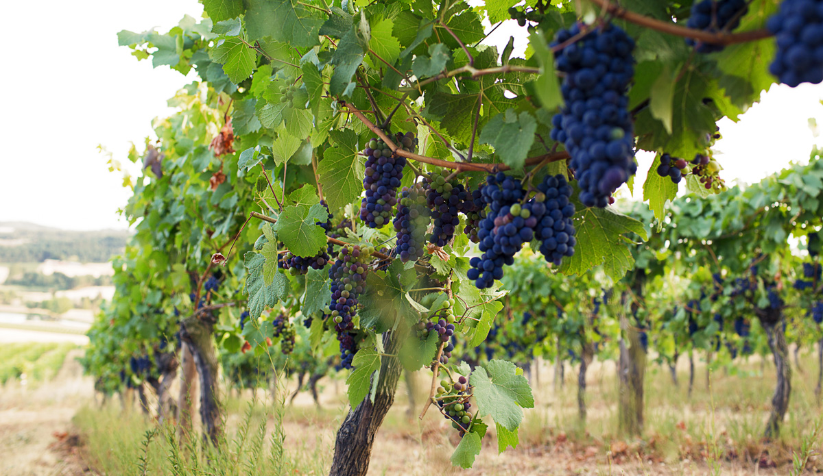Dion Vineyard