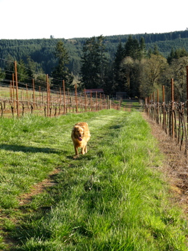 Brigadoon Wine Co