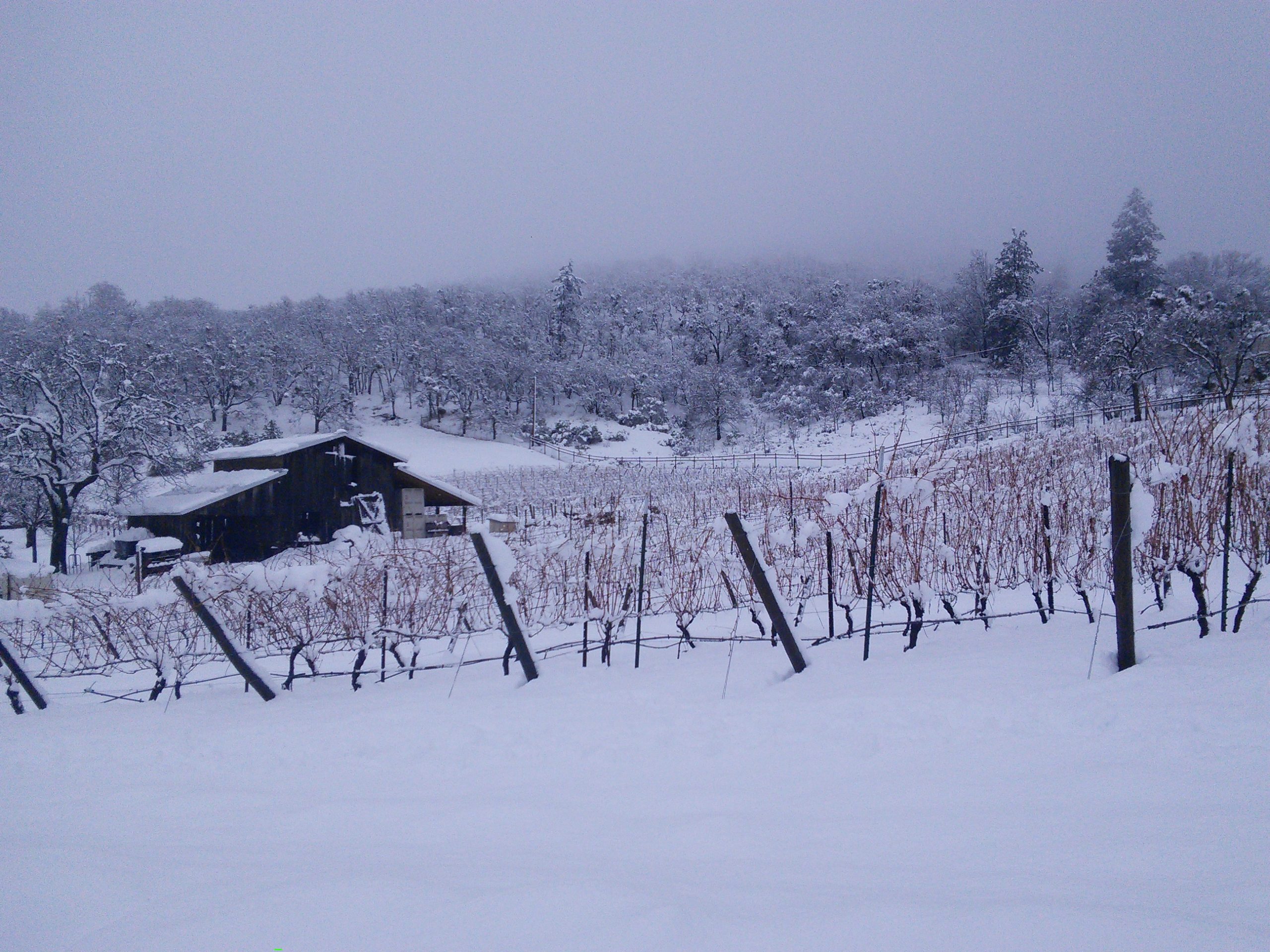 Weisinger Family Winery