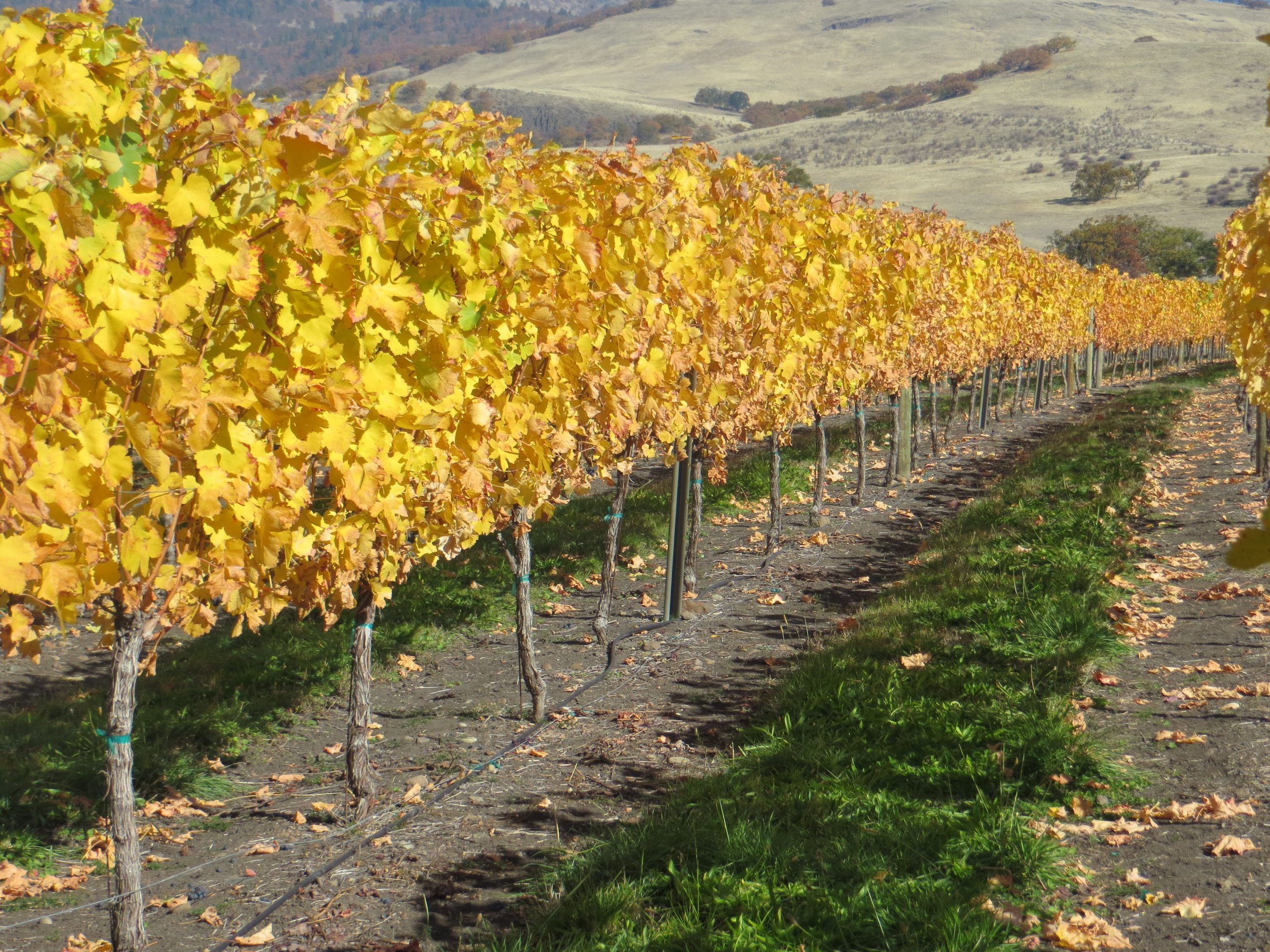 Grizzly Peak Winery