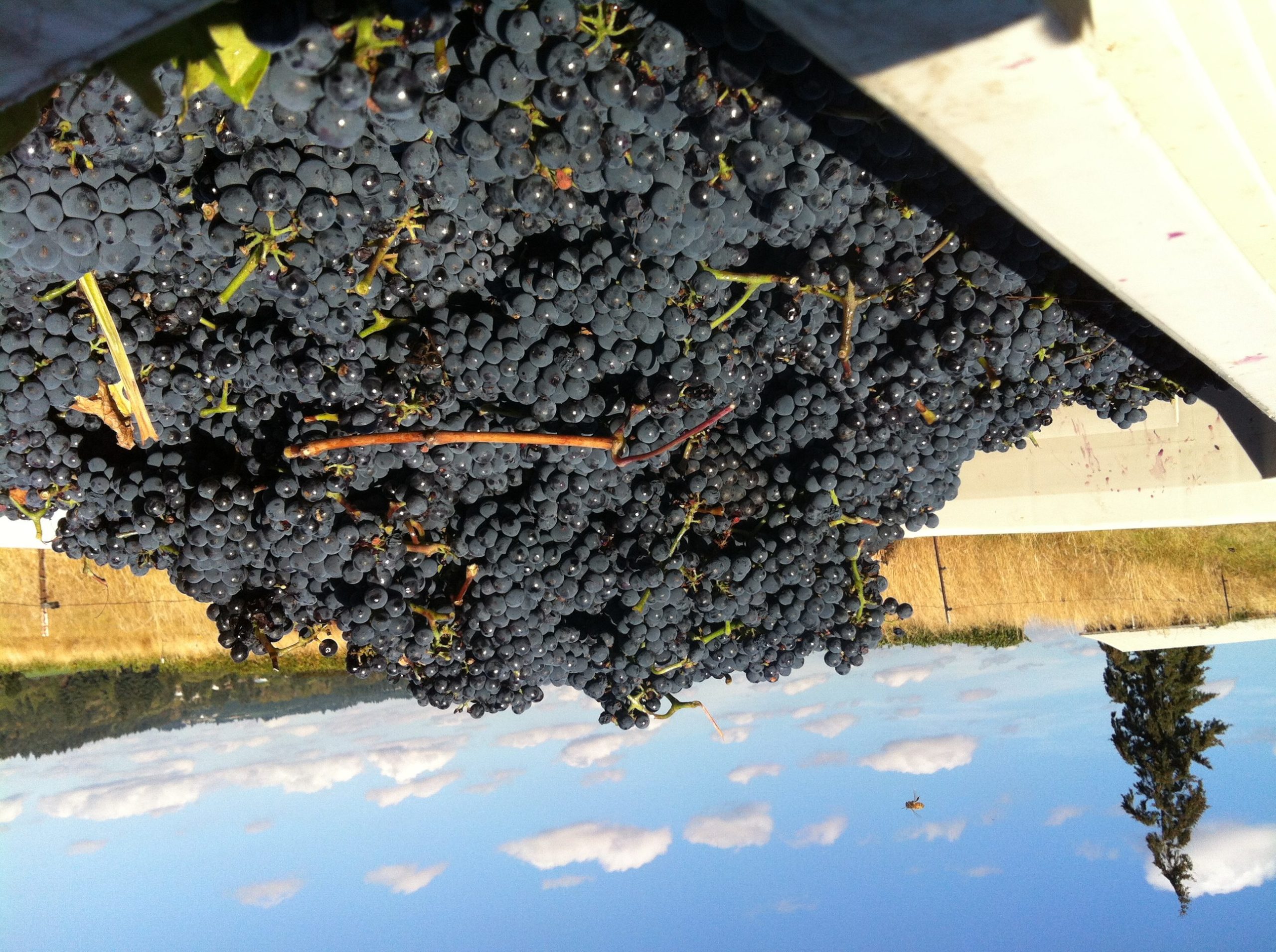 King’s Raven Winery