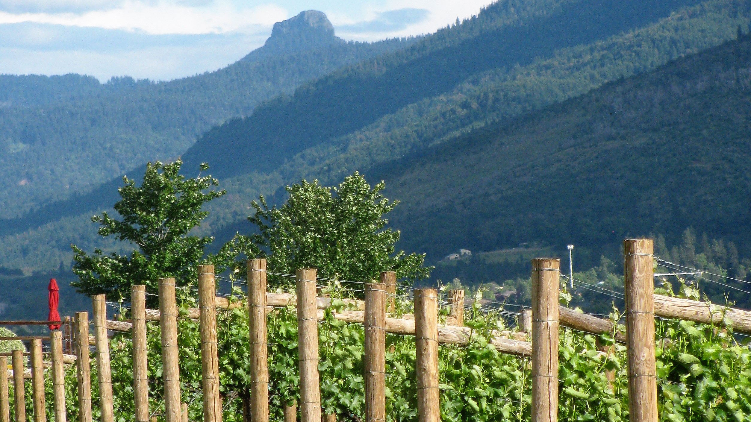 Dana Campbell Vineyards