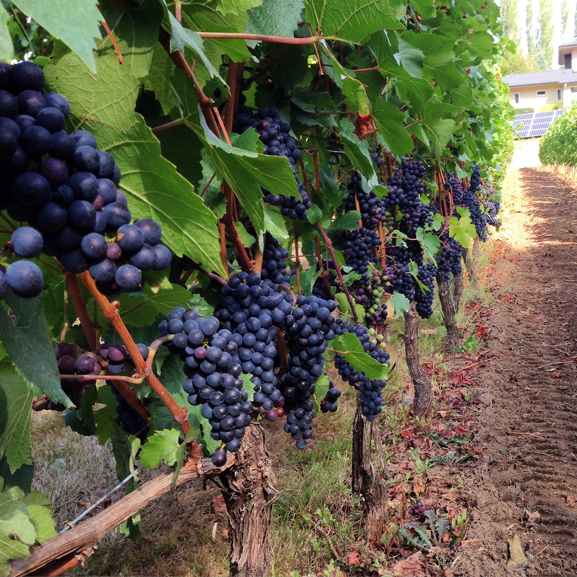 twill cellars
