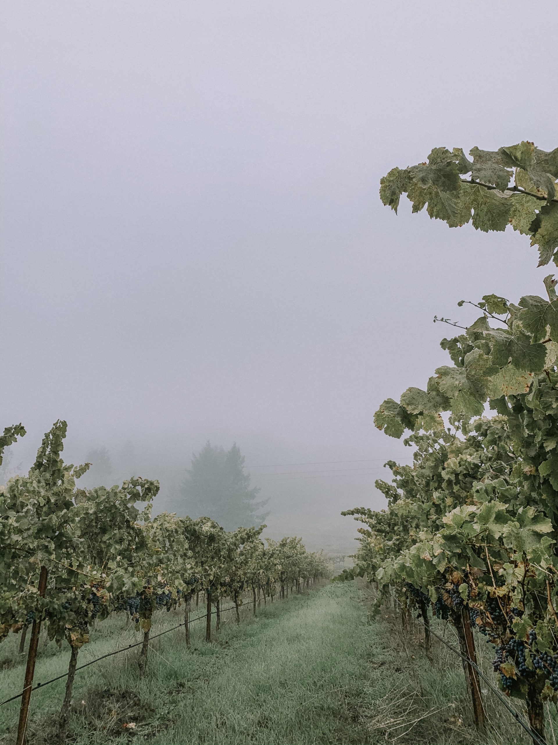 Falk Estate Vineyards Tasting Room