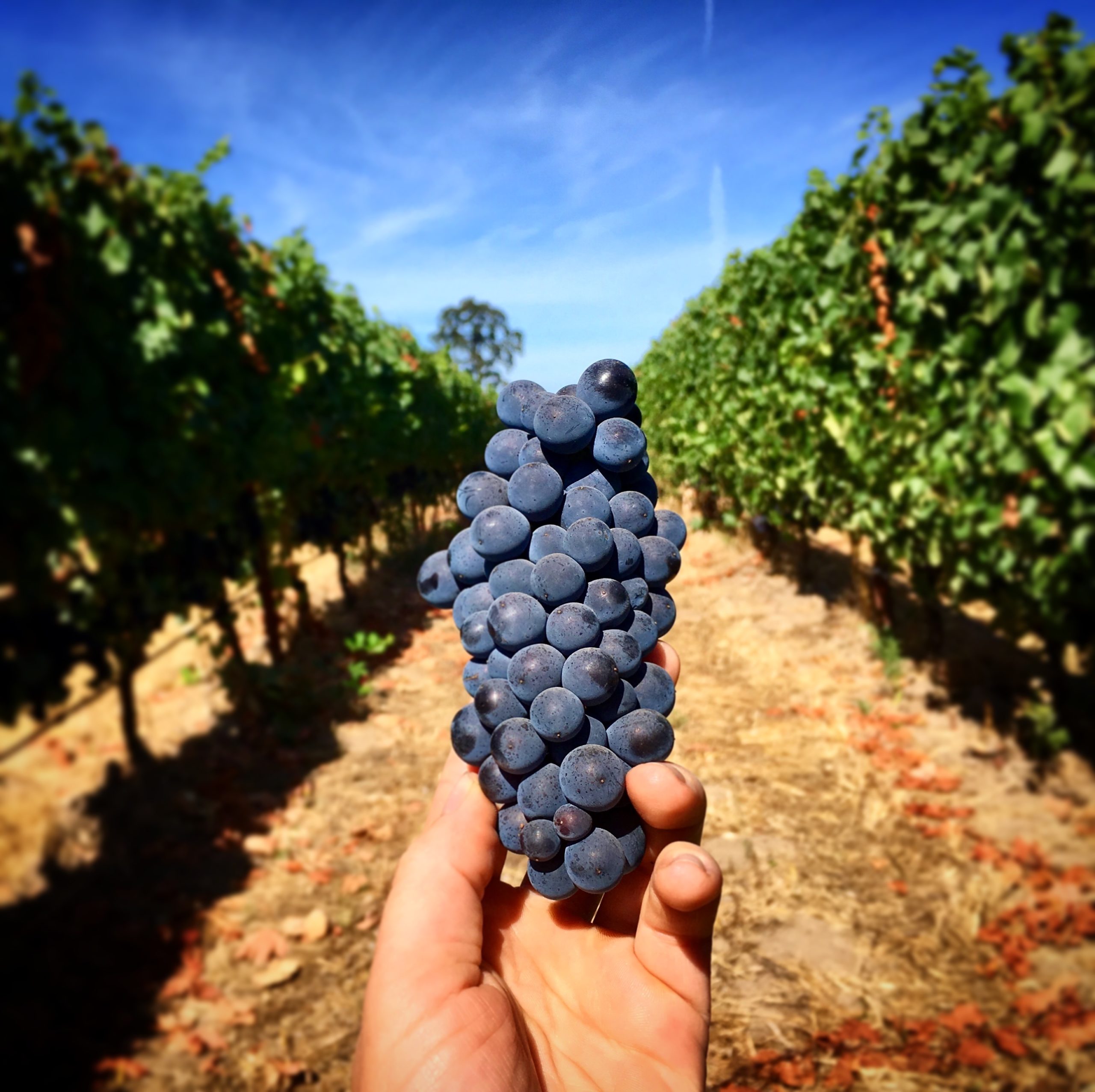 Johan Vineyards