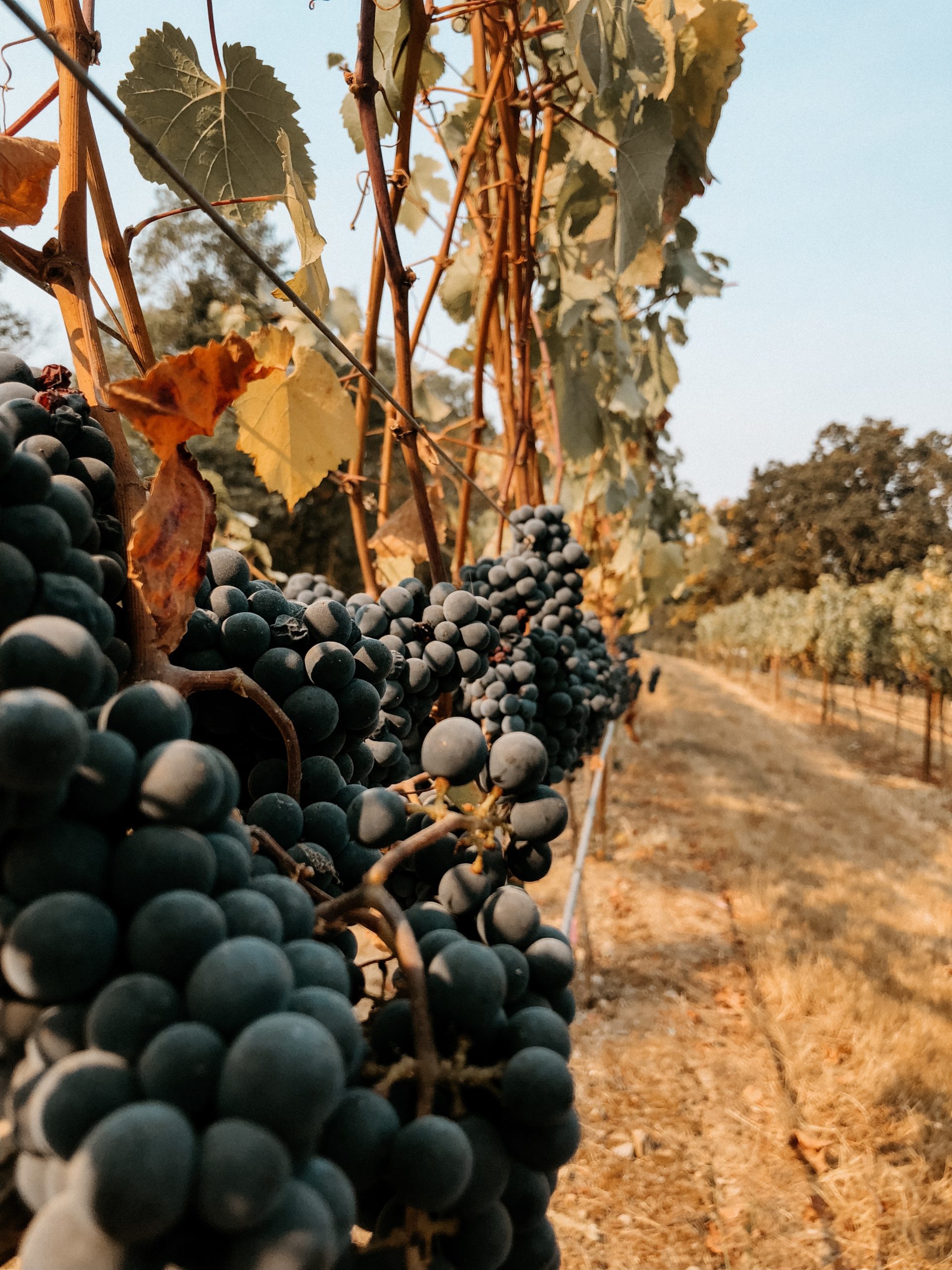 Falk Estate Vineyards Tasting Room