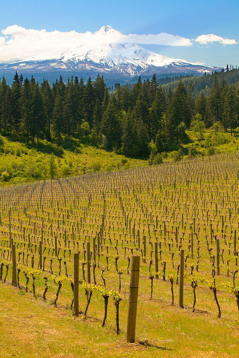 Wy’East Vineyards