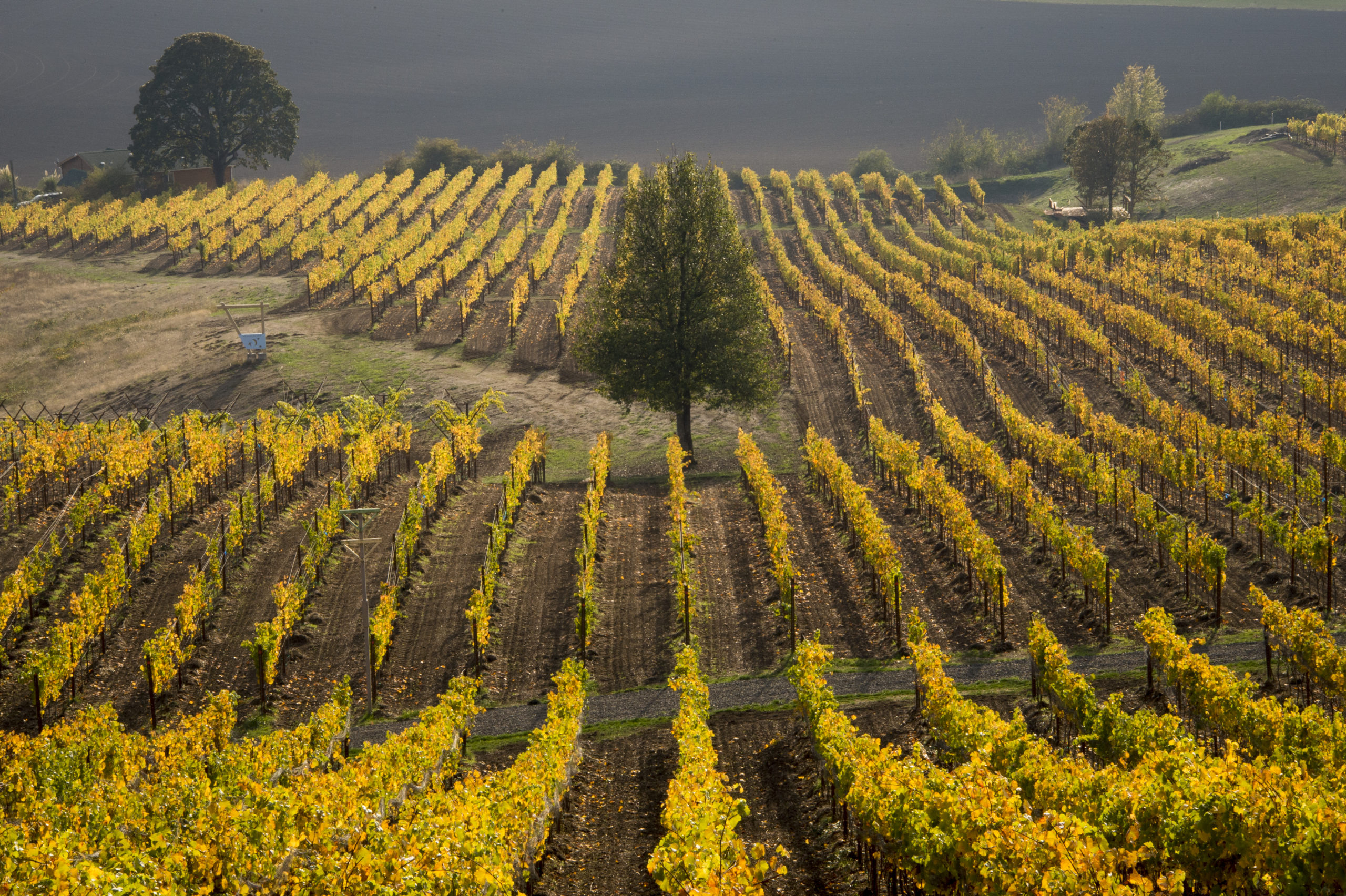 Keeler Estate Vineyard & Winery