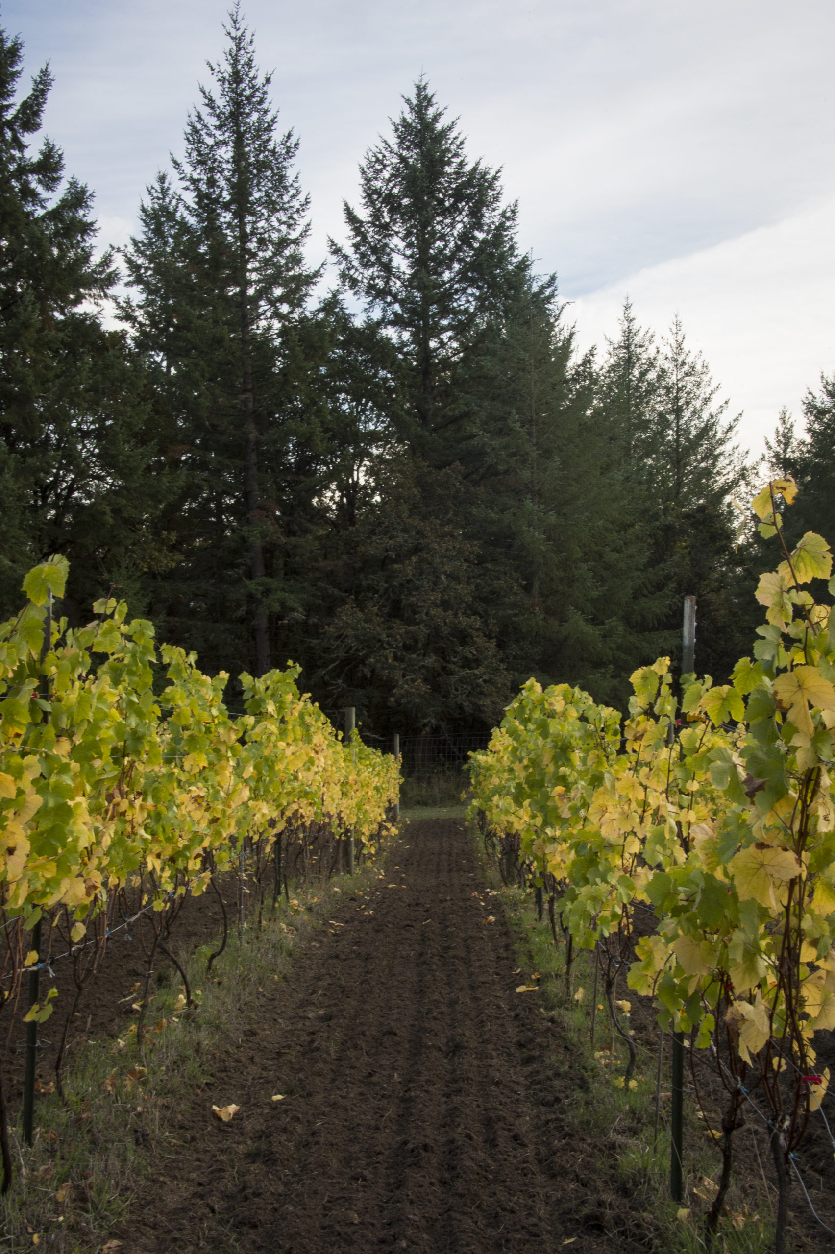 Keeler Estate Vineyard & Winery