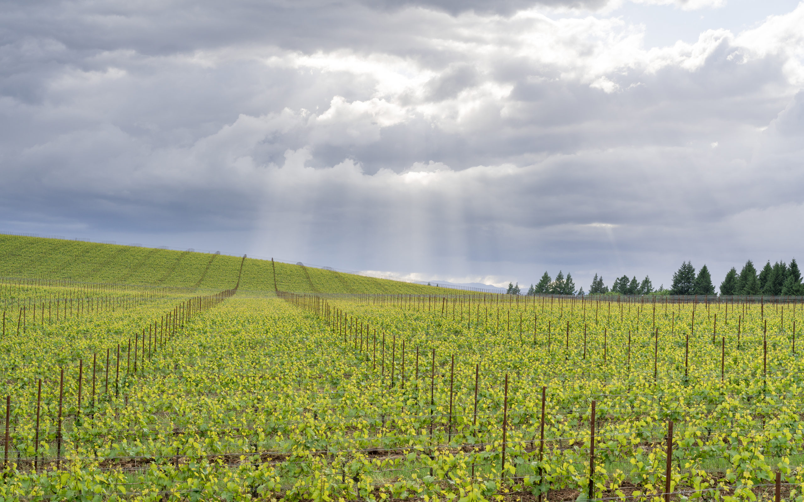 Flâneur Wines at La Belle Promenade Vineyard