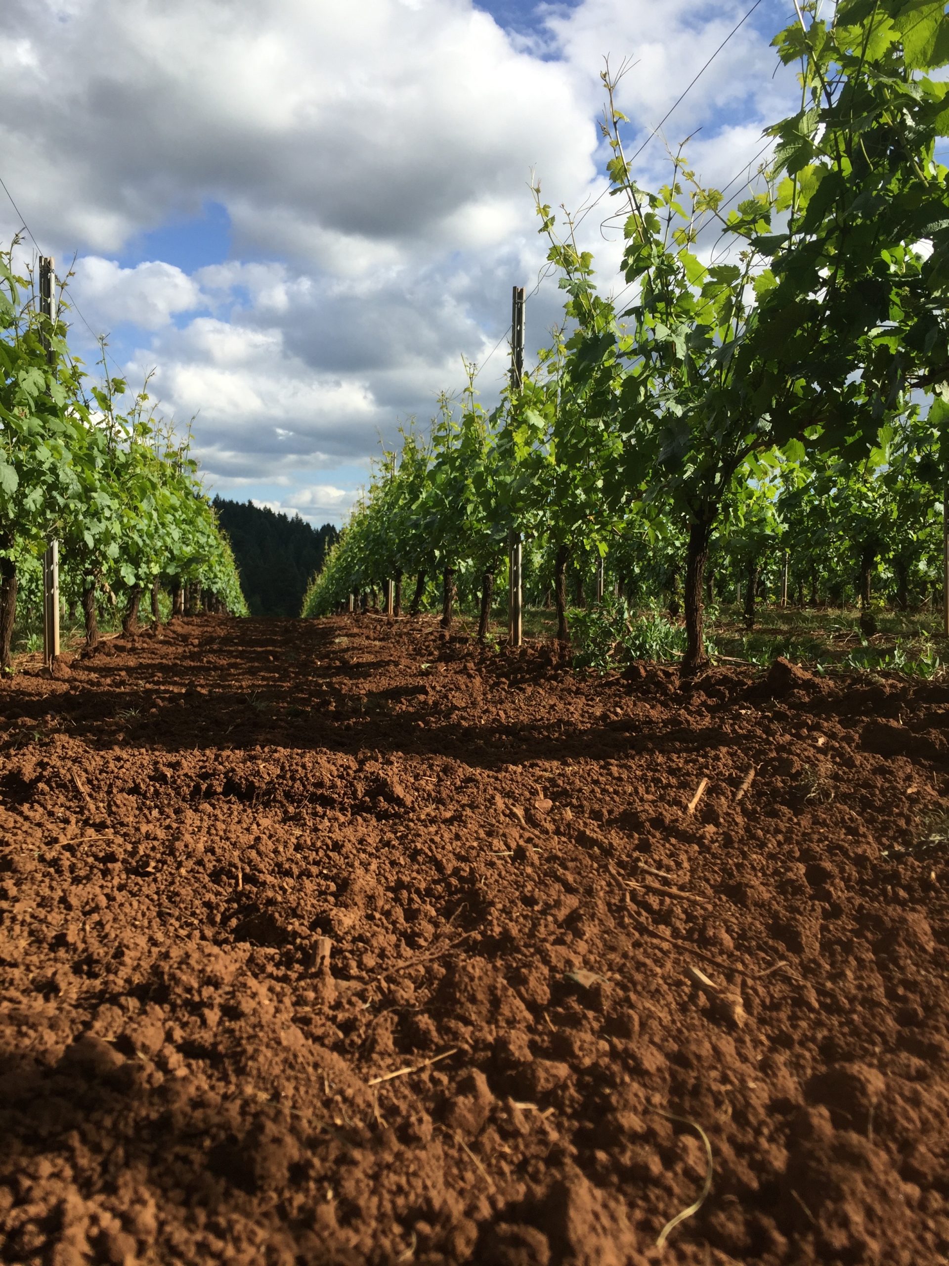 Crowley Wines