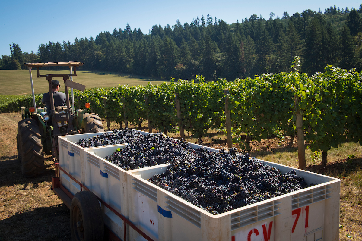 Beacon Hill Winery & Vineyard