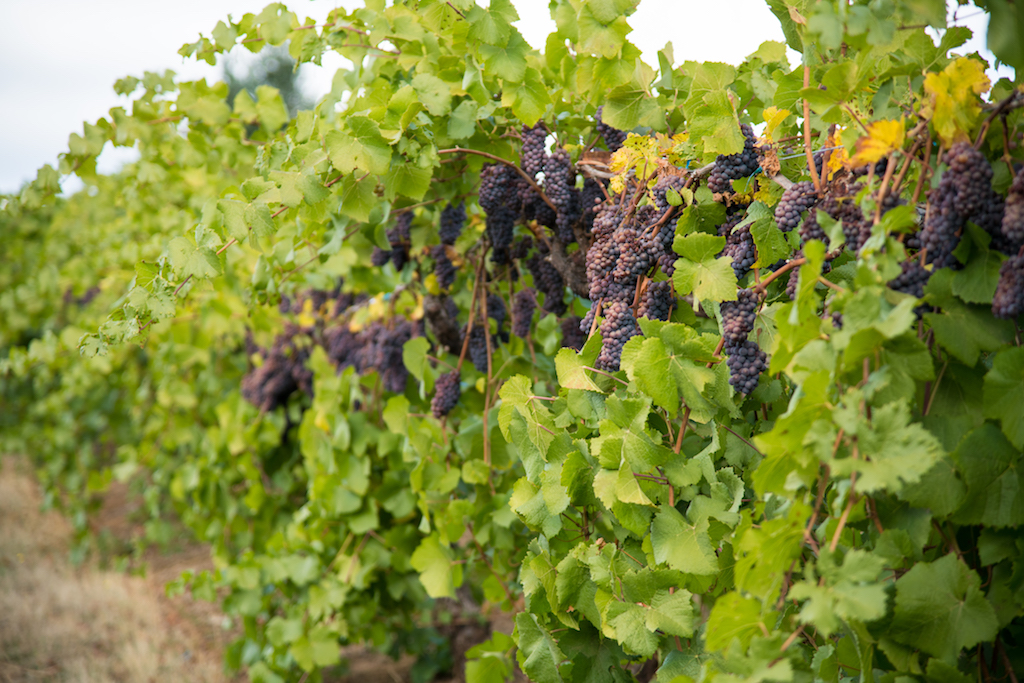 LaVelle Vineyards