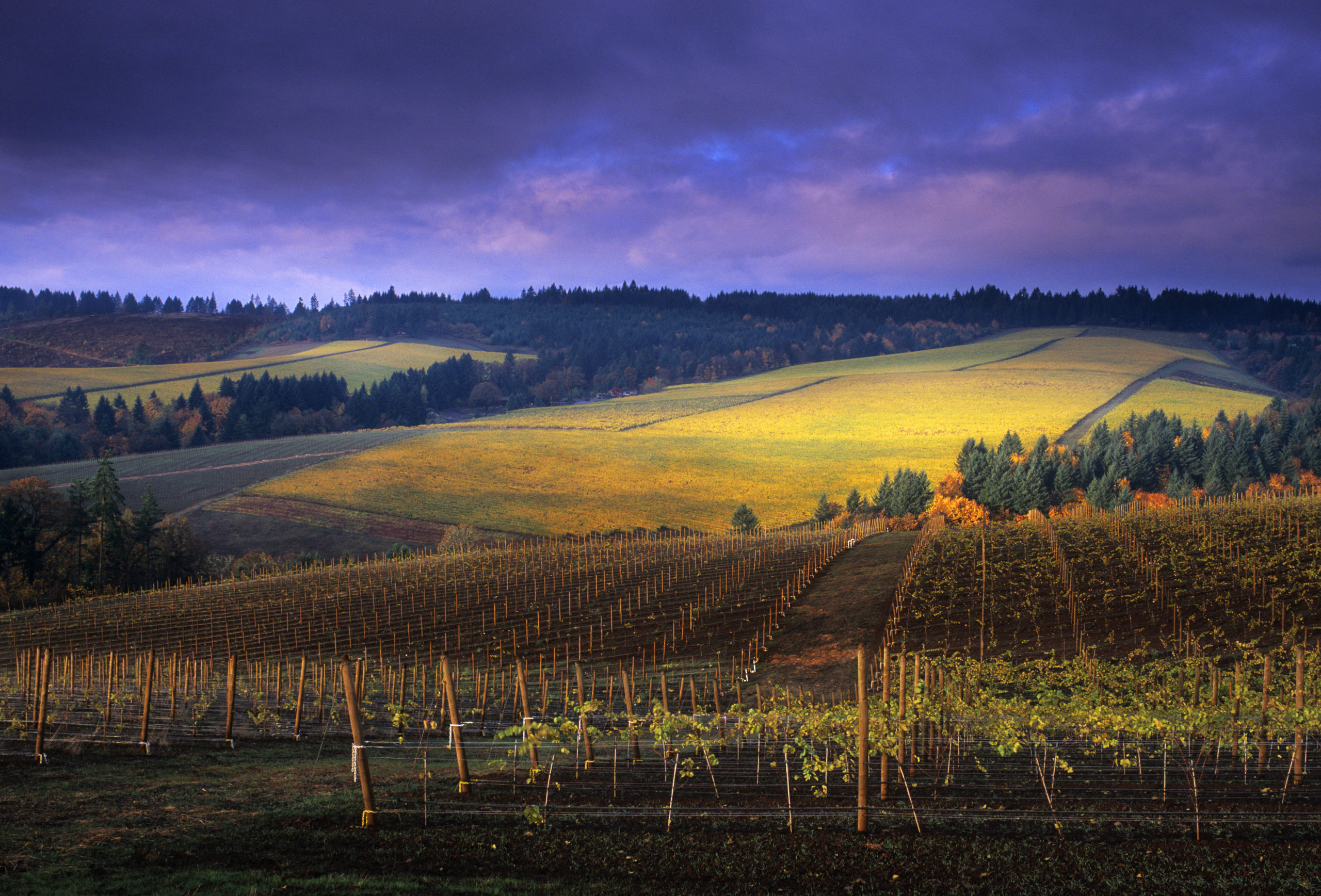 Knudsen Vineyards