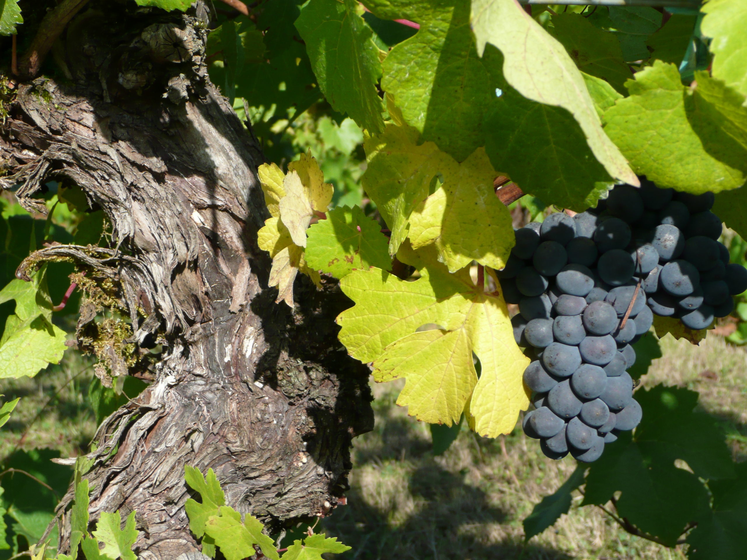Tyee Wine Cellars