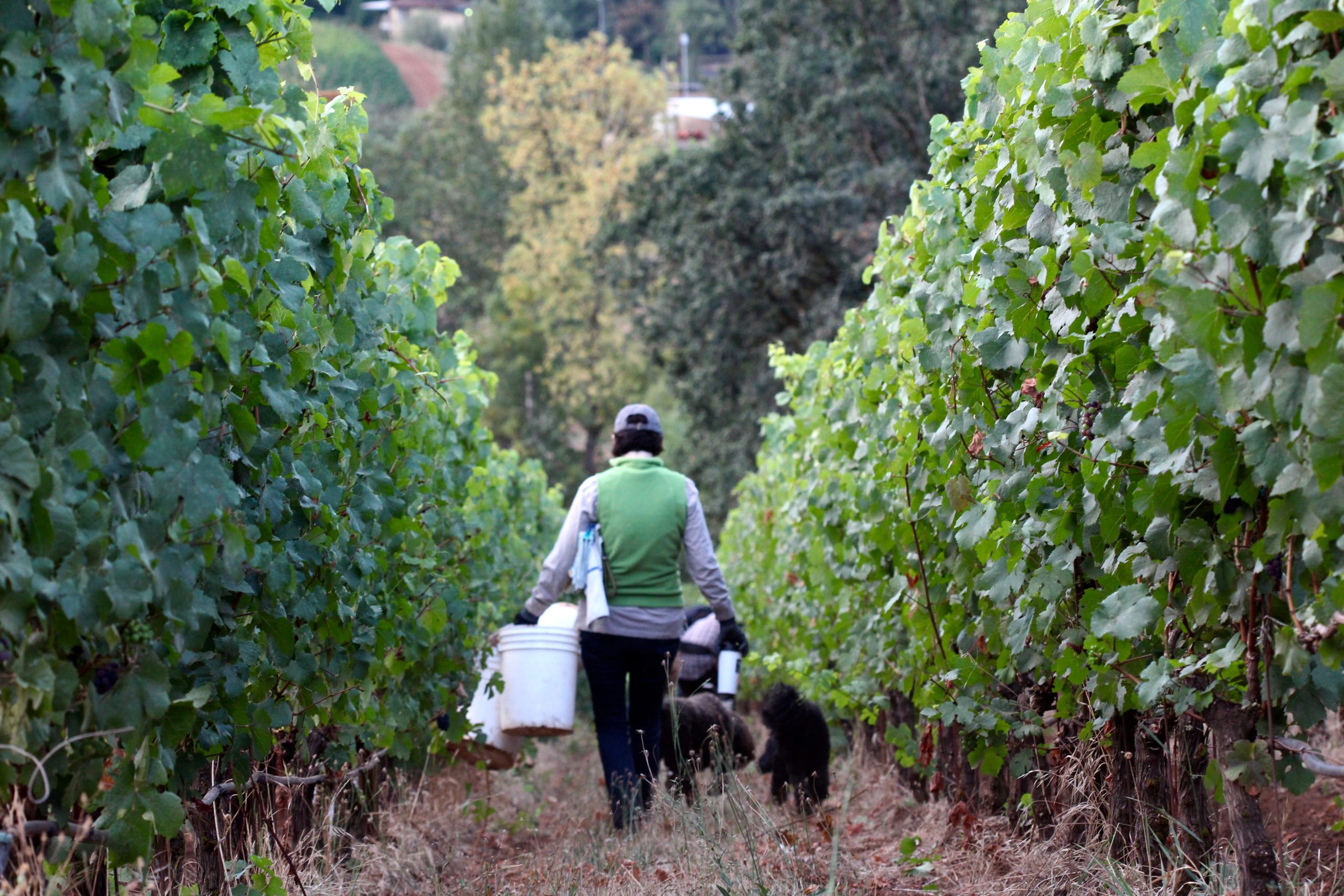 Winderlea Vineyard & Winery