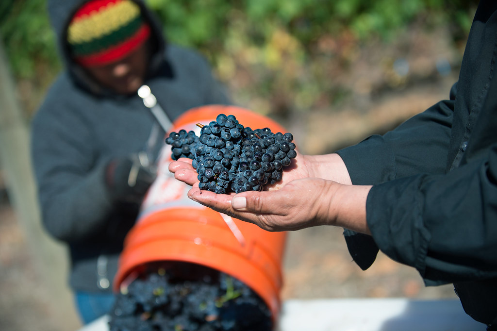 Oregon Wine and Cheese Pairing Guide