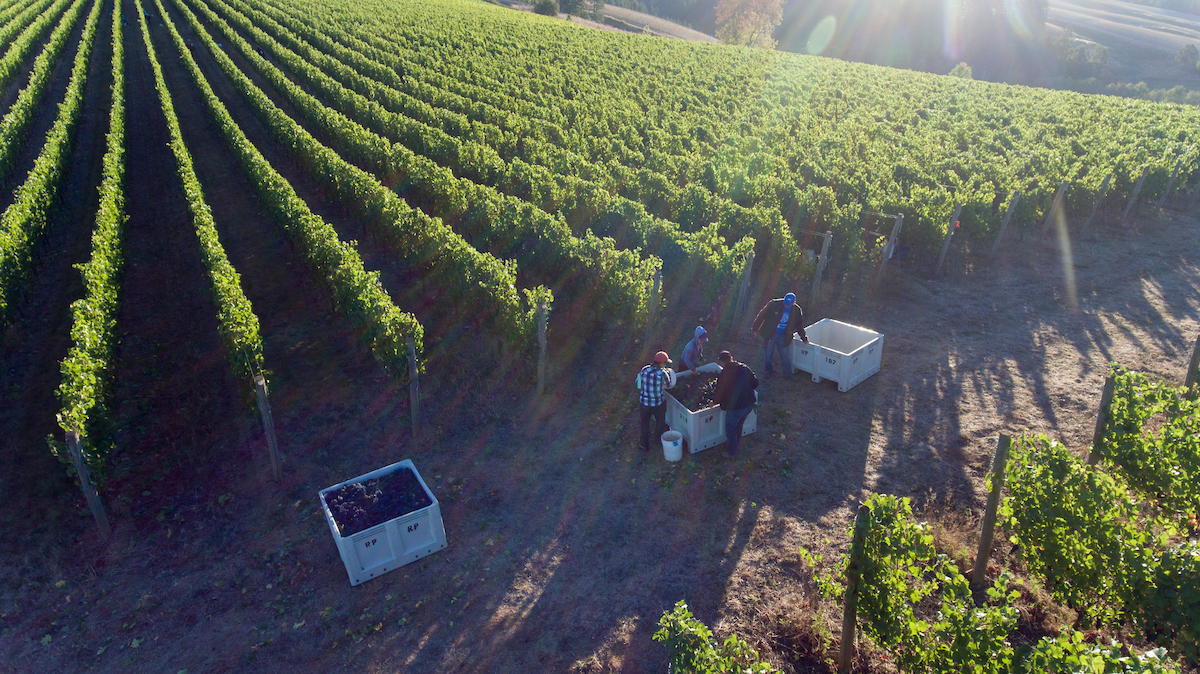 Saffron Fields Vineyard