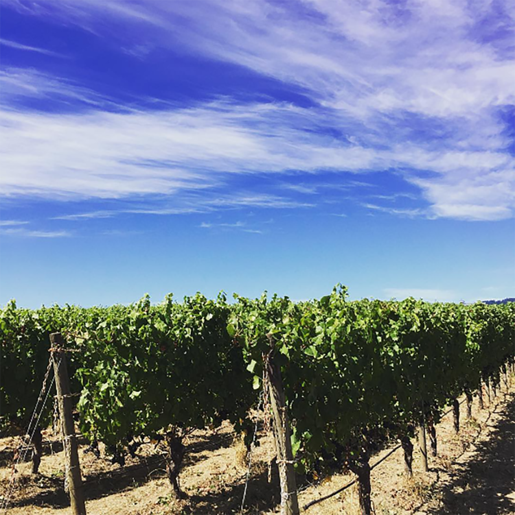 de Lancellotti Family Vineyards