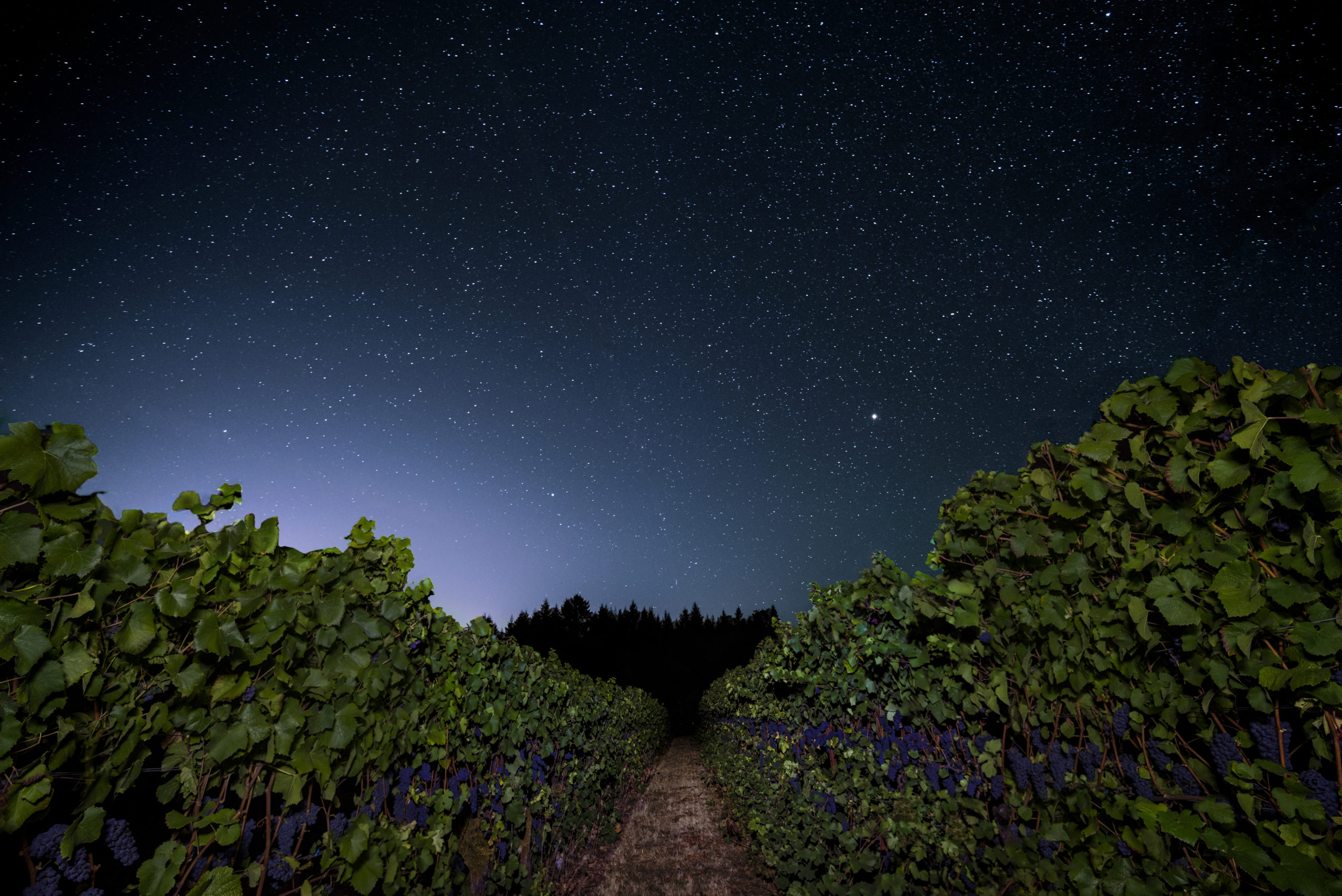 Benton-Lane Winery