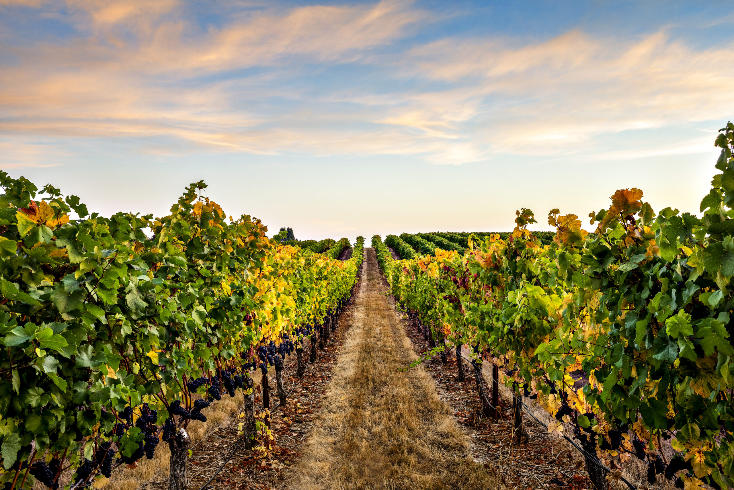 Benton-Lane Winery