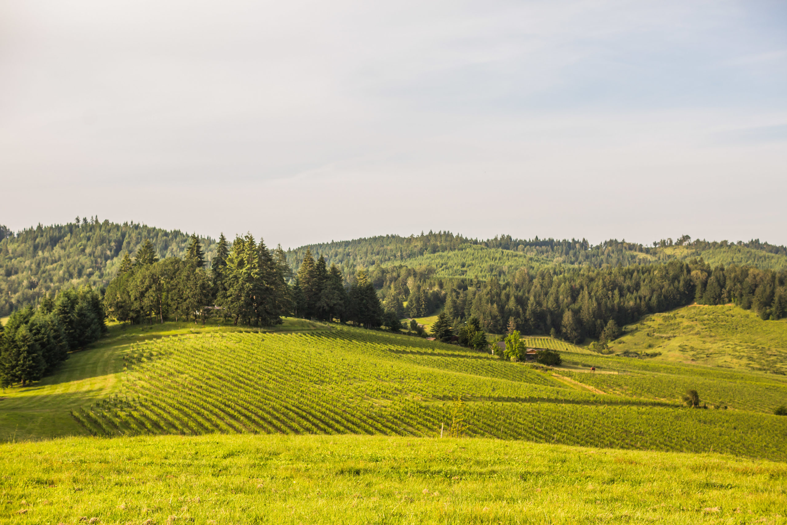 Sweet Cheeks Winery