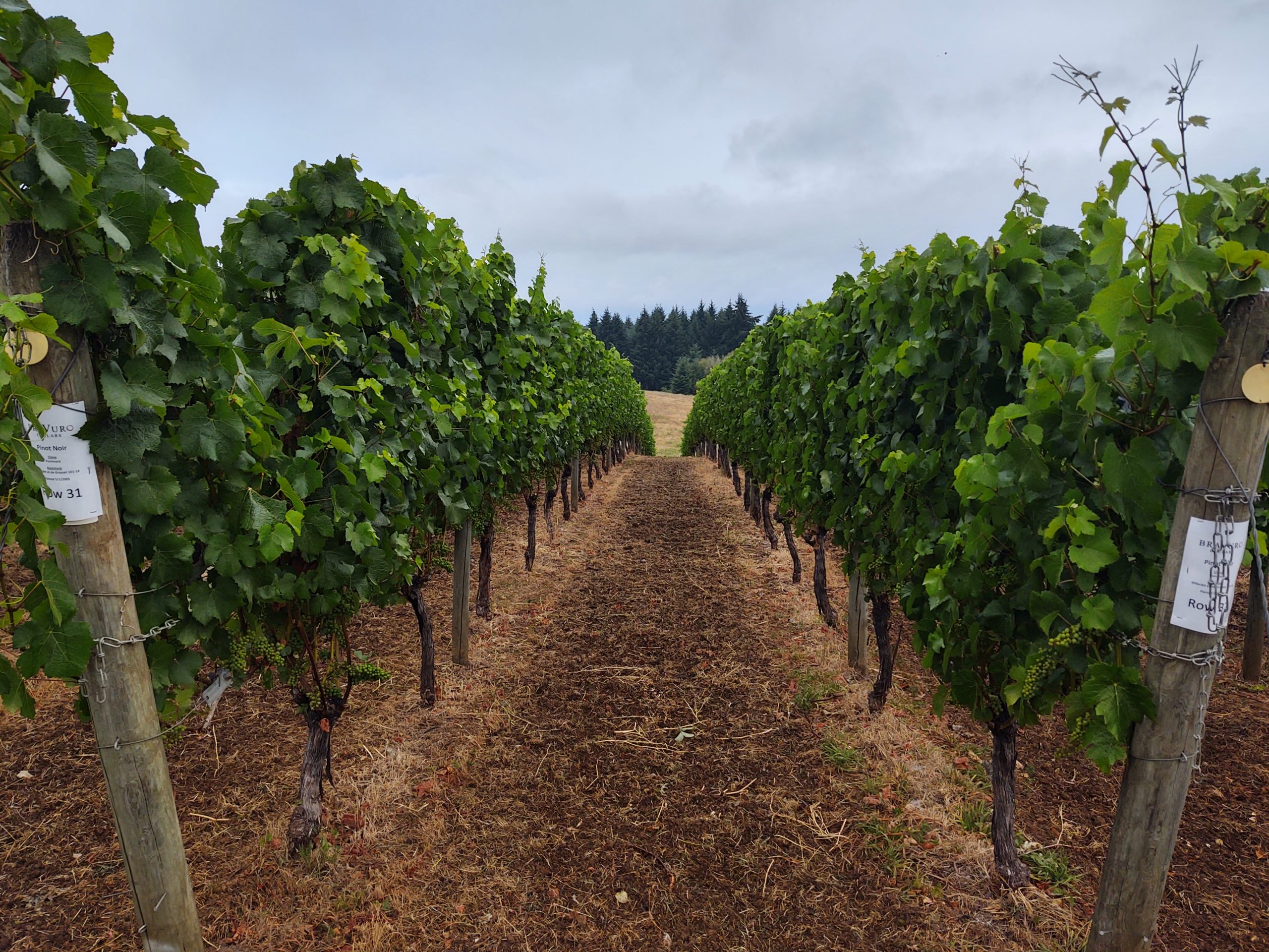 Bravuro Cellars Vineyard & Tasting Room