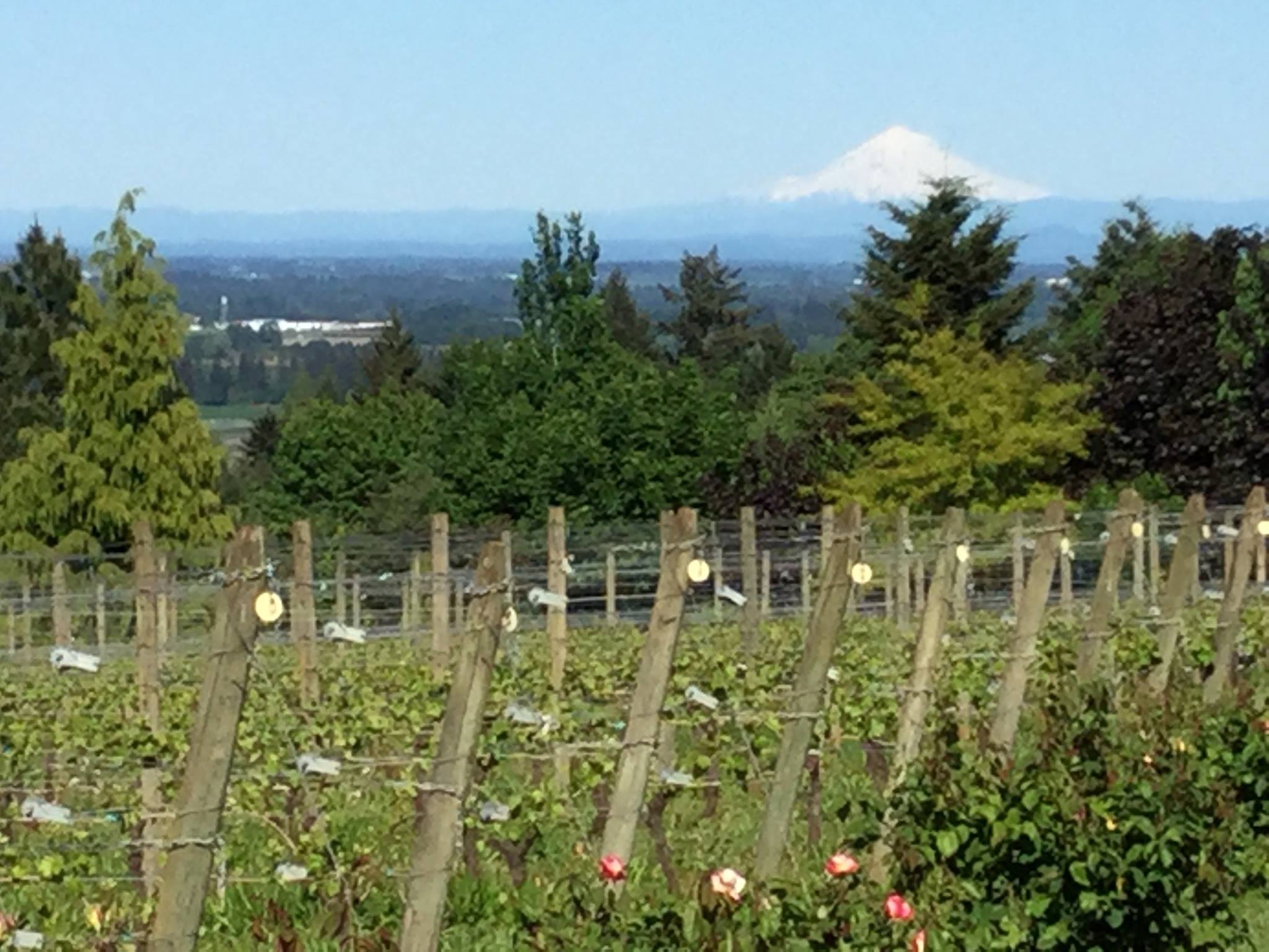 Bravuro Cellars Vineyard & Tasting Room