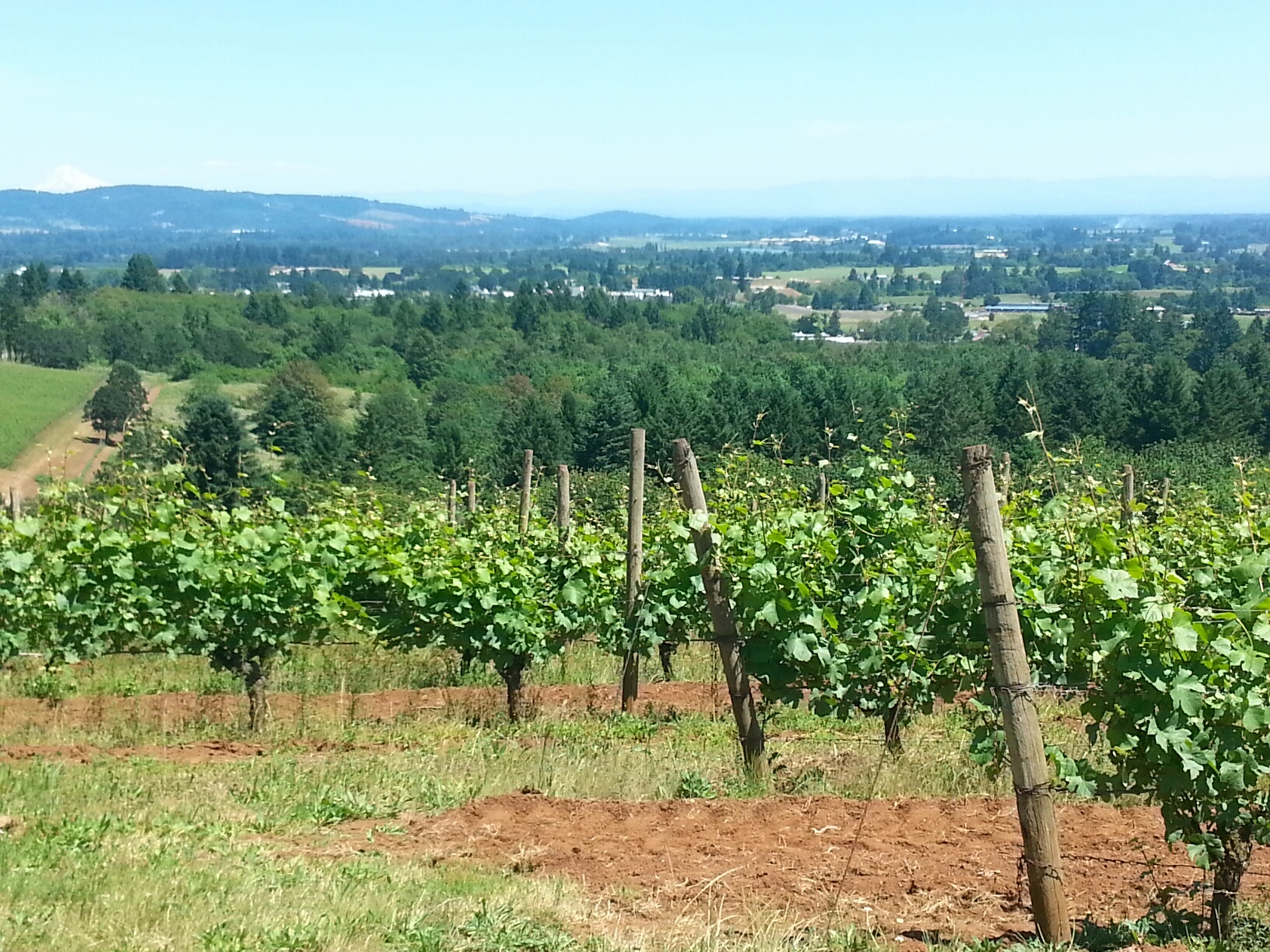 Fox Farm Vineyards