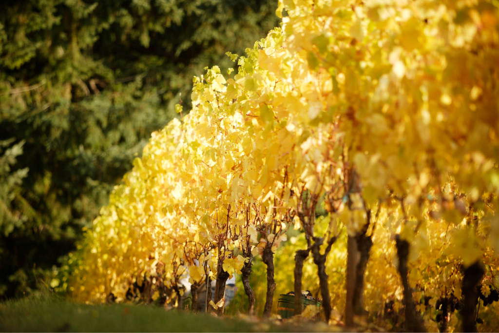 Durant Vineyards