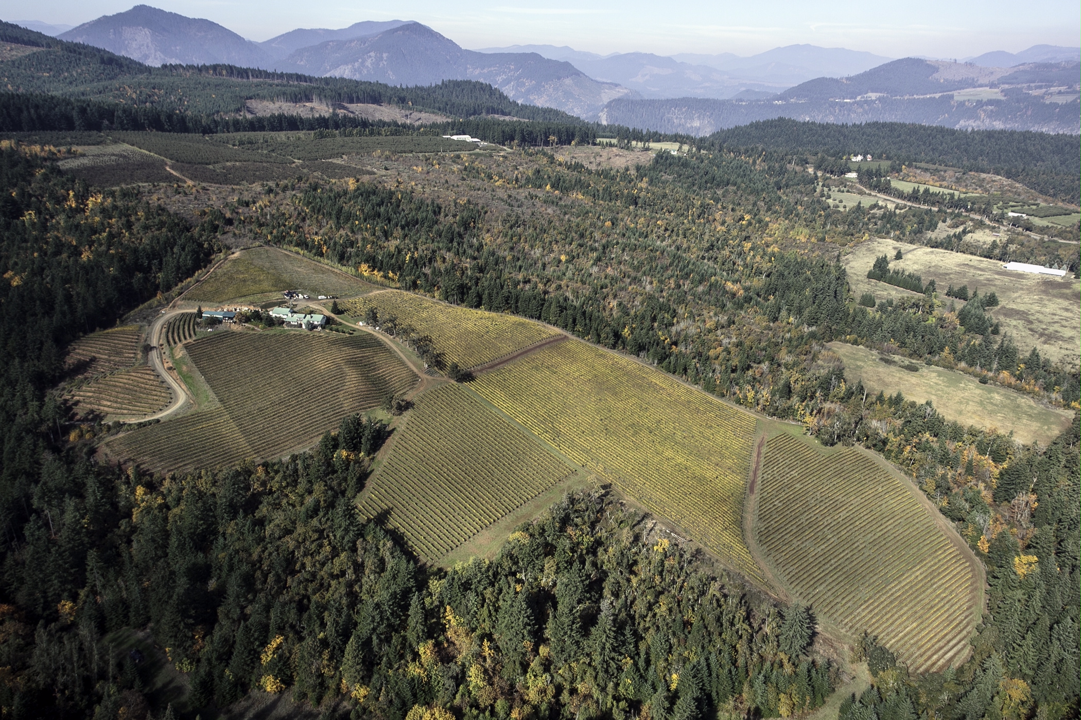 Phelps Creek Vineyards